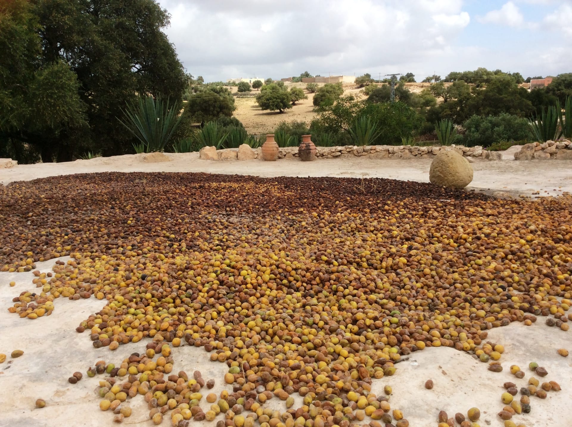 سحر الحياة البسيطة.. استكشف كيفية إنتاج هذا السائل الذهبي الثمين بهذه المزرعة بالمغرب