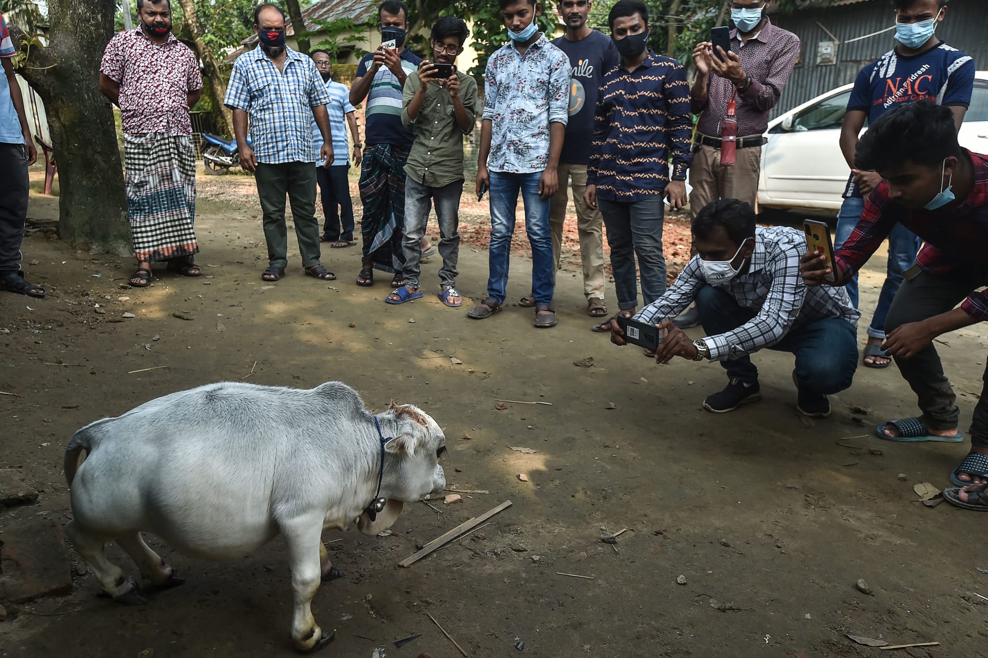 في بنغلاديش.. البقرة القزمة "راني" تجذب المتفرجين لصغرها