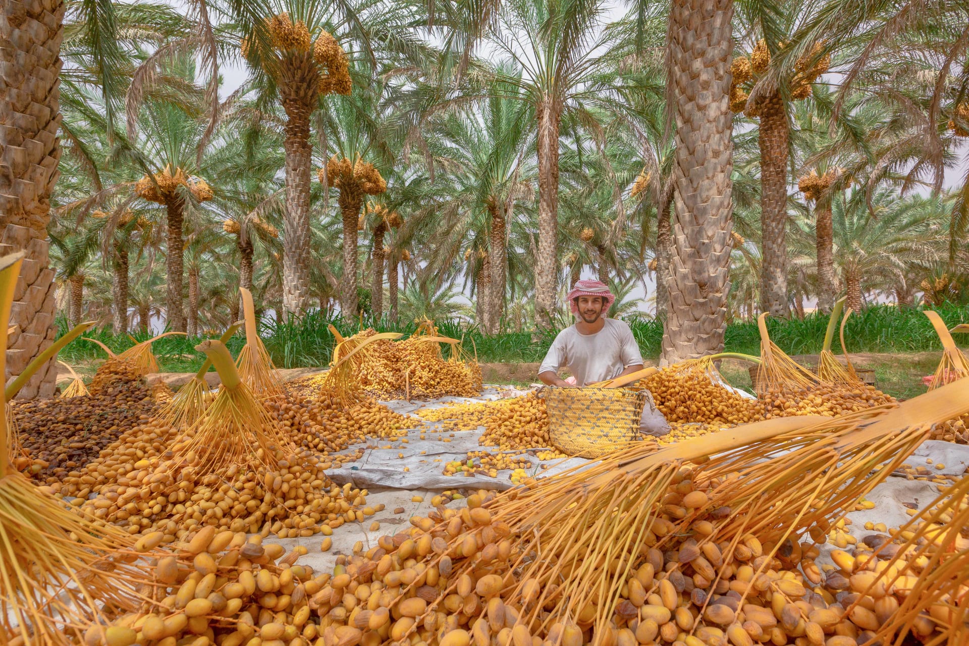 سلطنة عمان تتلون بالأصفر الزاهي مع قدوم موسم التبسيل.. فما هو؟ 