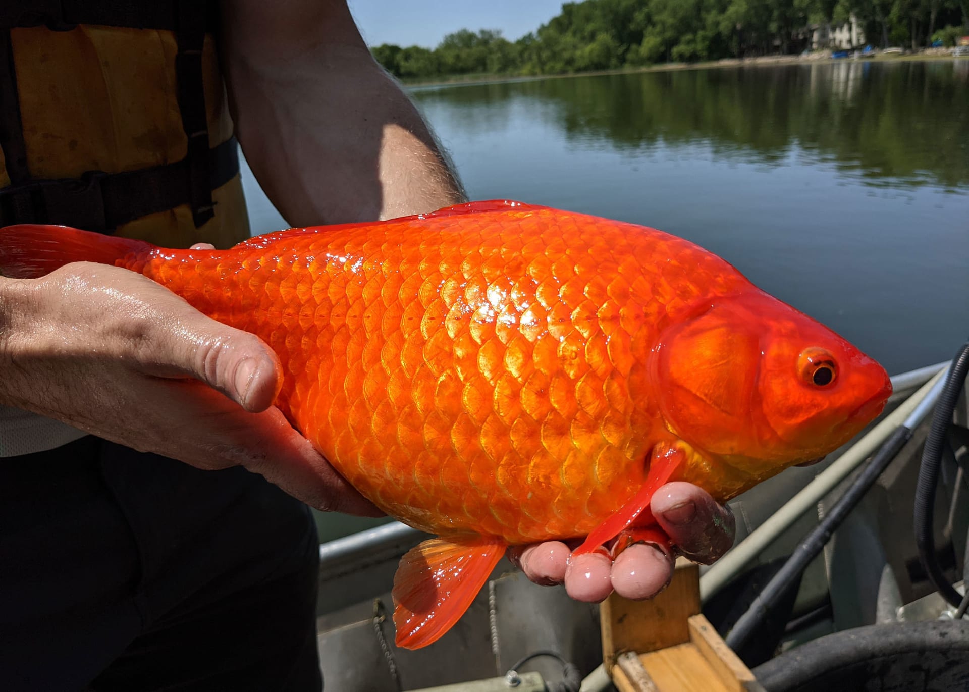 ضخمة بشكل مدهش.. العثور على أسماك ذهبية بحجم كرة قدم في بحيرة بأمريكا