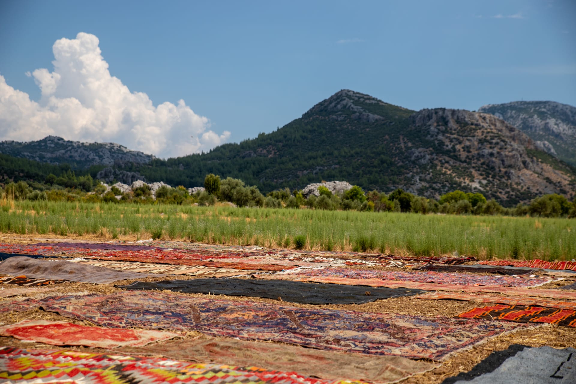 حقول السجاد بتركيا.. تقليد فريد يزين الحقول الخضراء بألوان زاهية مع قدوم الصيف