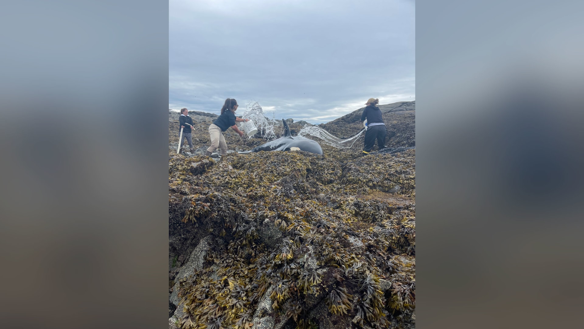 ظل عالقاً لساعات.. إنقاذ حوت أوركا من ساحل صخري في ألاسكا
