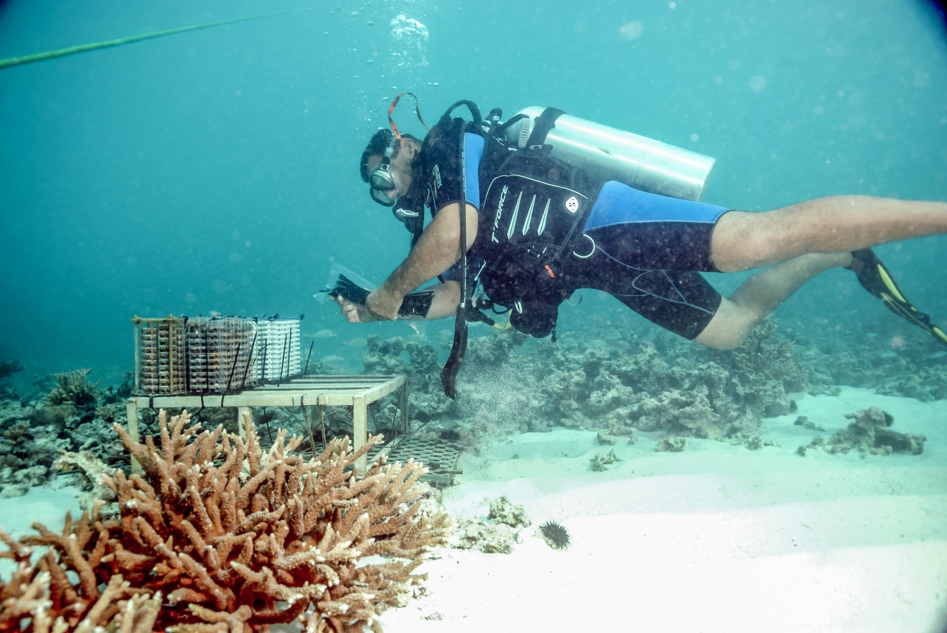 أكثر من مليون مستعمرة.. ألق نظرة داخل أكبر مشروع لإعادة تأهيل الشعاب المرجانية في المنطقة