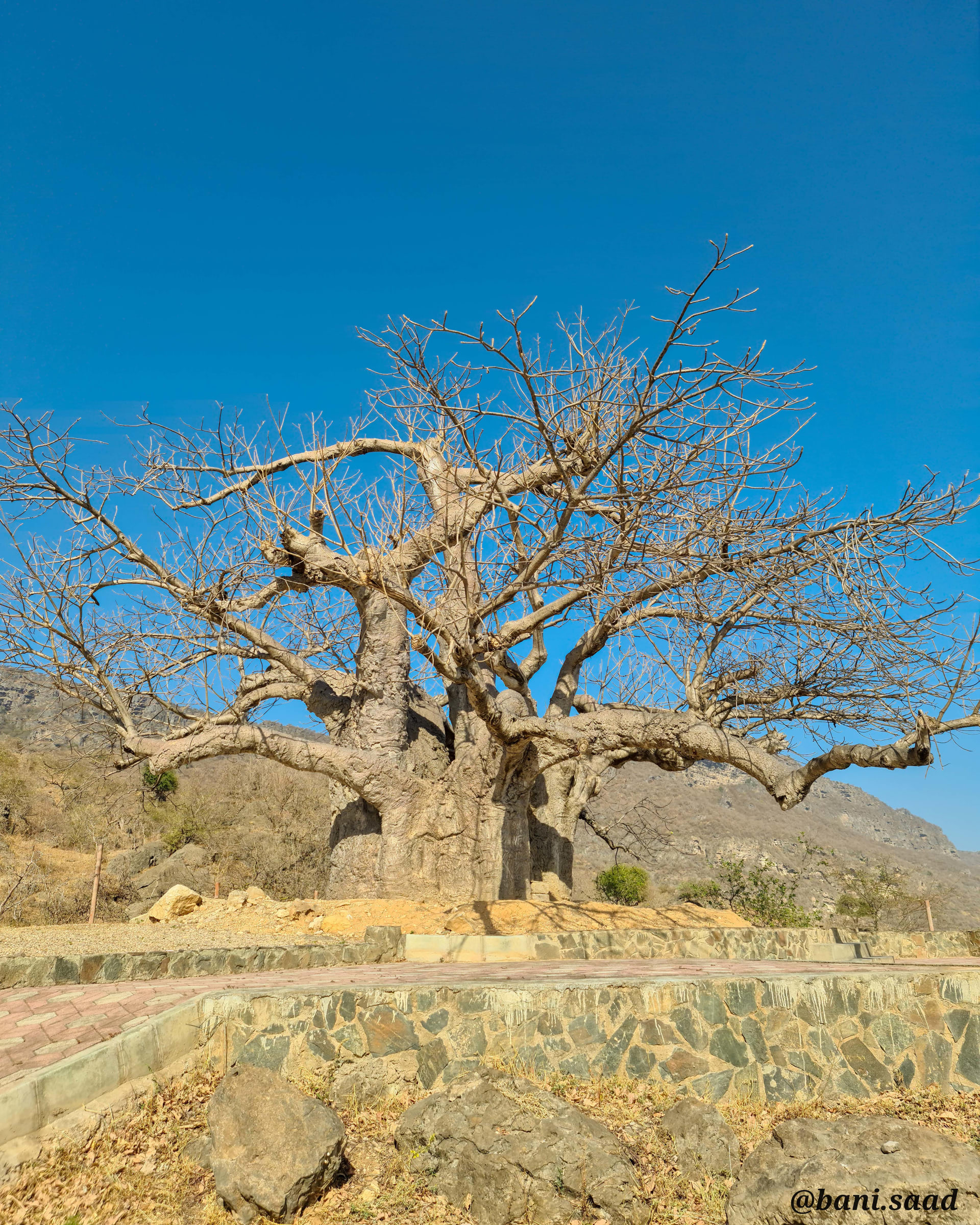 شجرة "التبلدي" في عمان