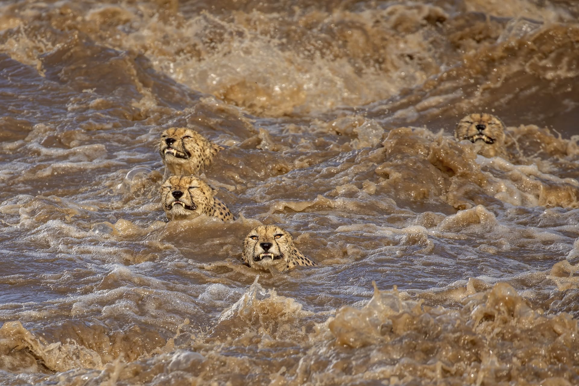 اعتقدت أنها لن تنجو.. مصورة توثق مشهدا يحبس الأنفاس لمجموعة فهود وهي تعبر نهرا هائجا في كينيا