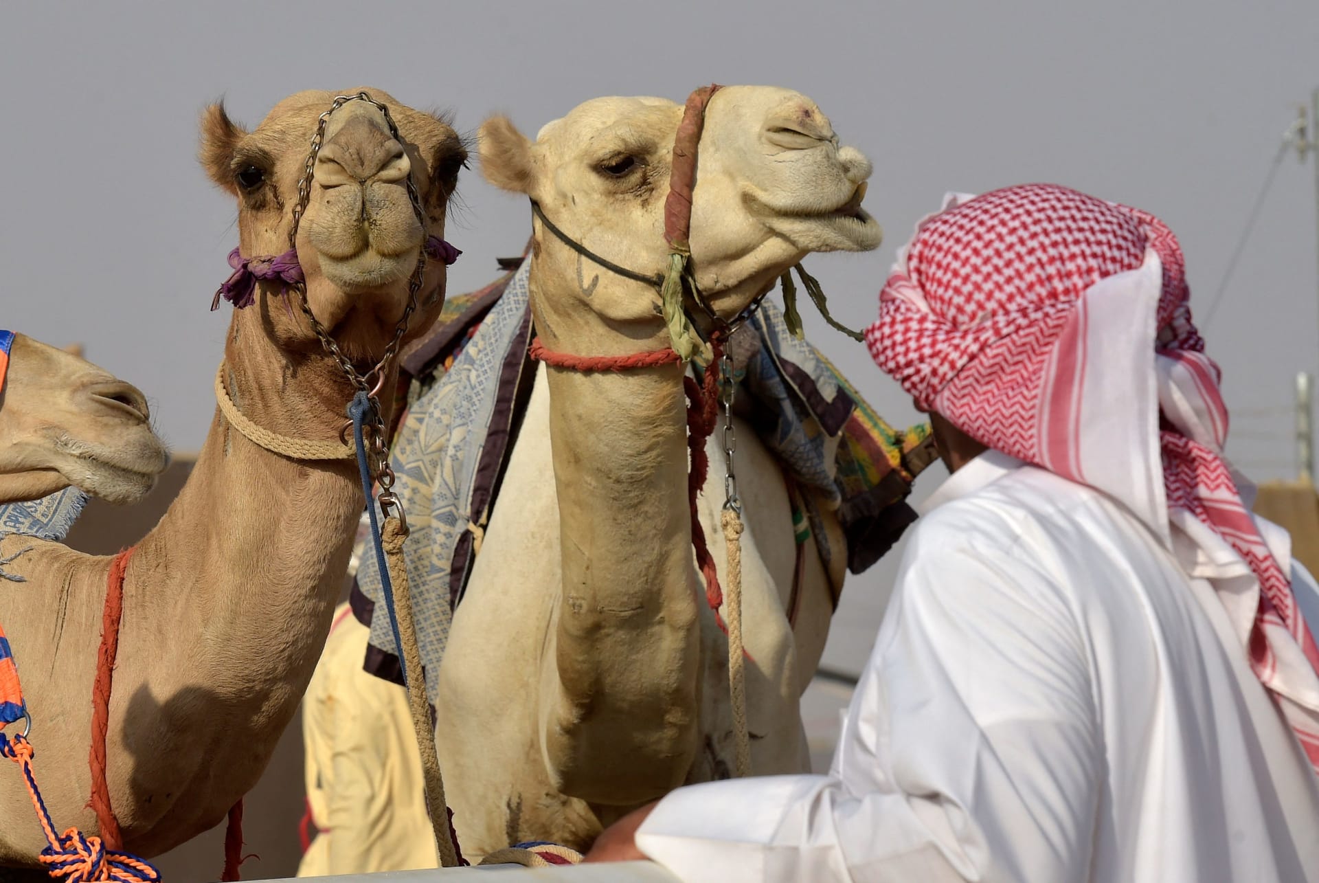 صورة أرشيفية تعبيرية لإبل في السعودية 