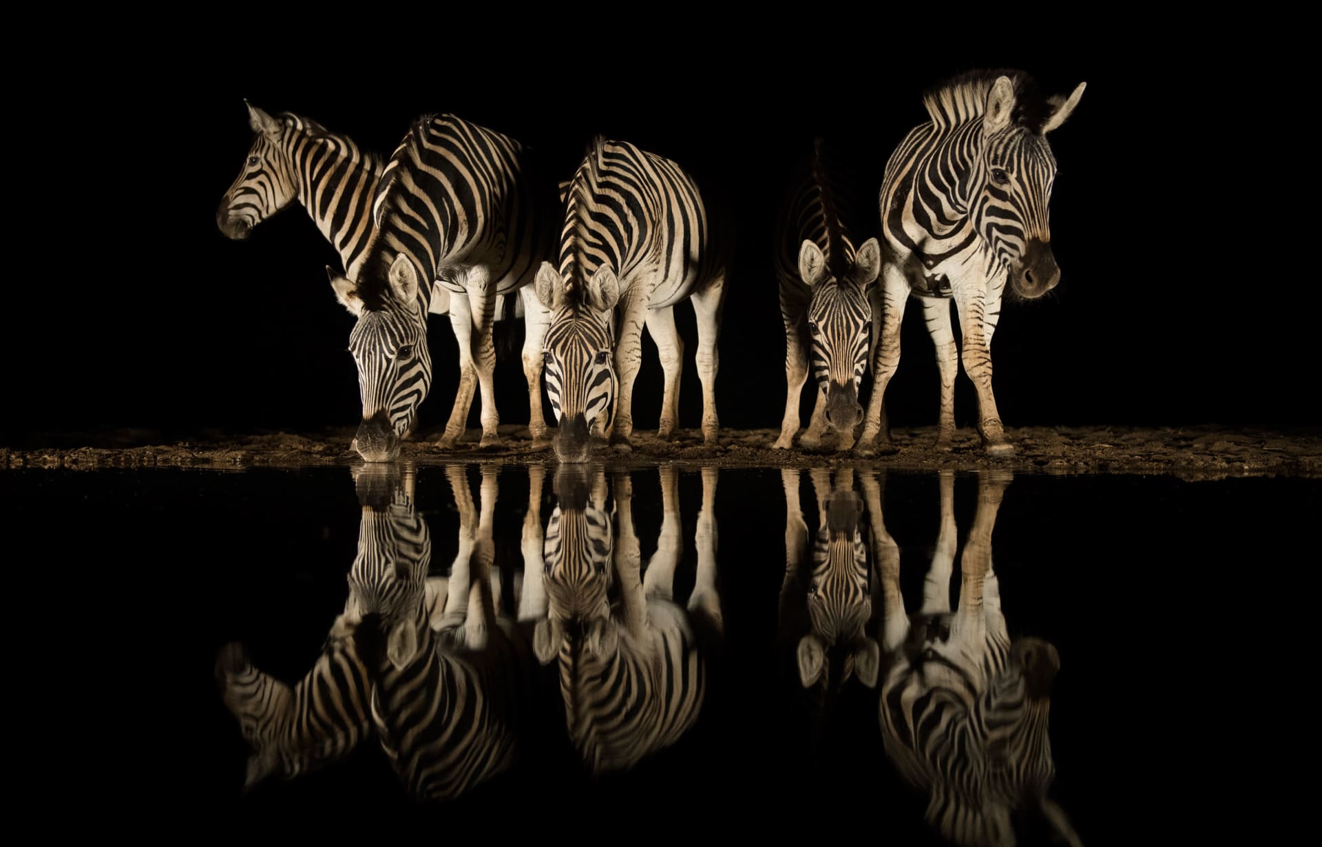 واحدة من أهم الوجهات في قارة إفريقيا لمصوري الحياة البرية..ما سر هذه المحمية؟