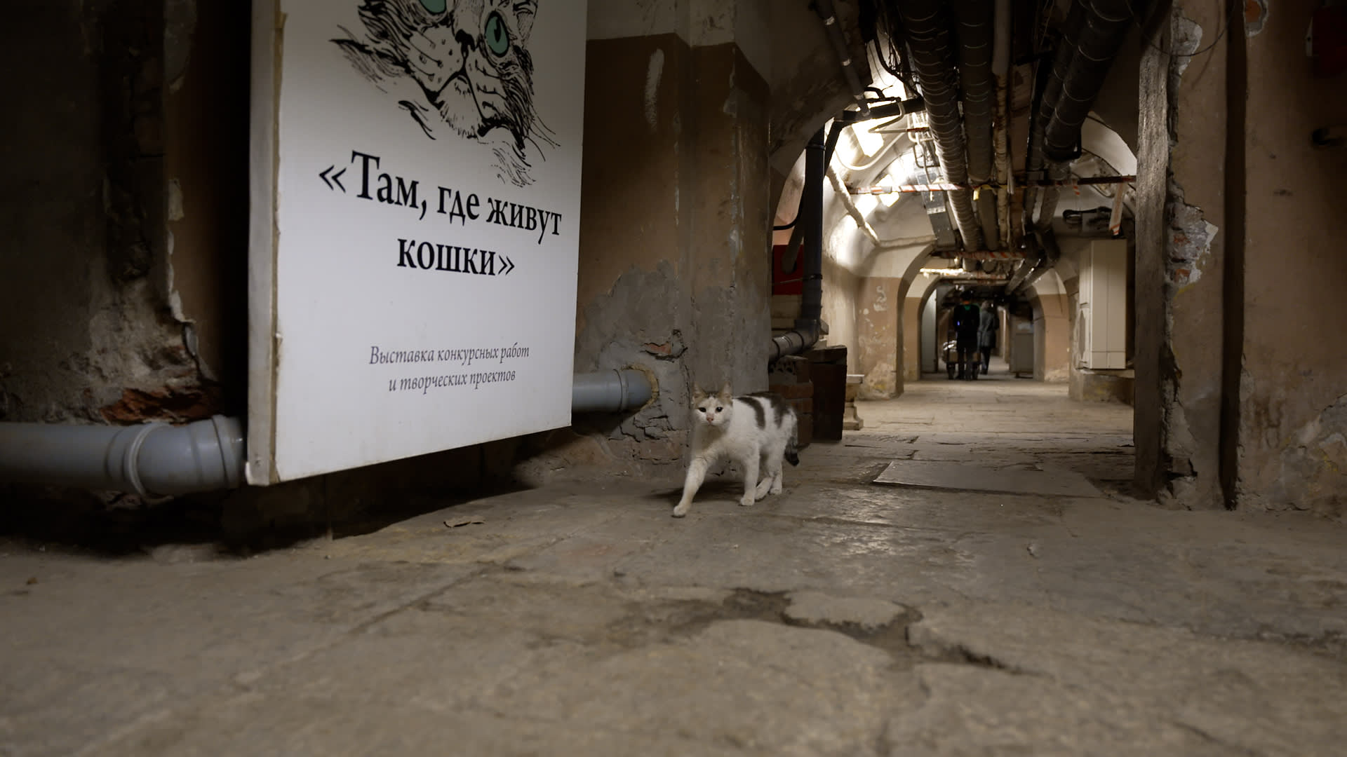 تحظى بمعاملة ملكية.. تعرف على القطط التي تعيش بقبو أحد أكبر متاحف العالم