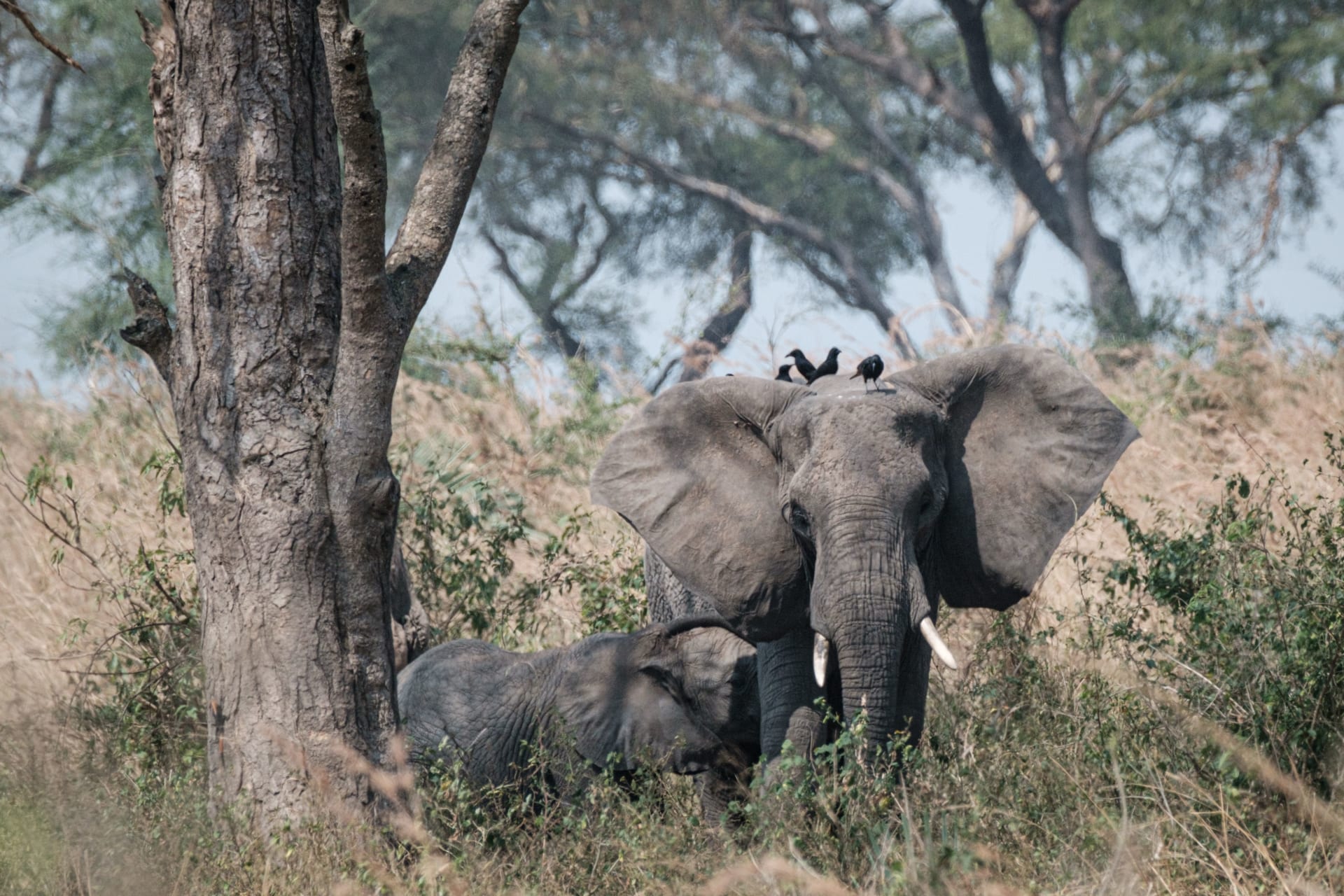 صورة ارشيفية لفيل في محمية بأوغندا 
