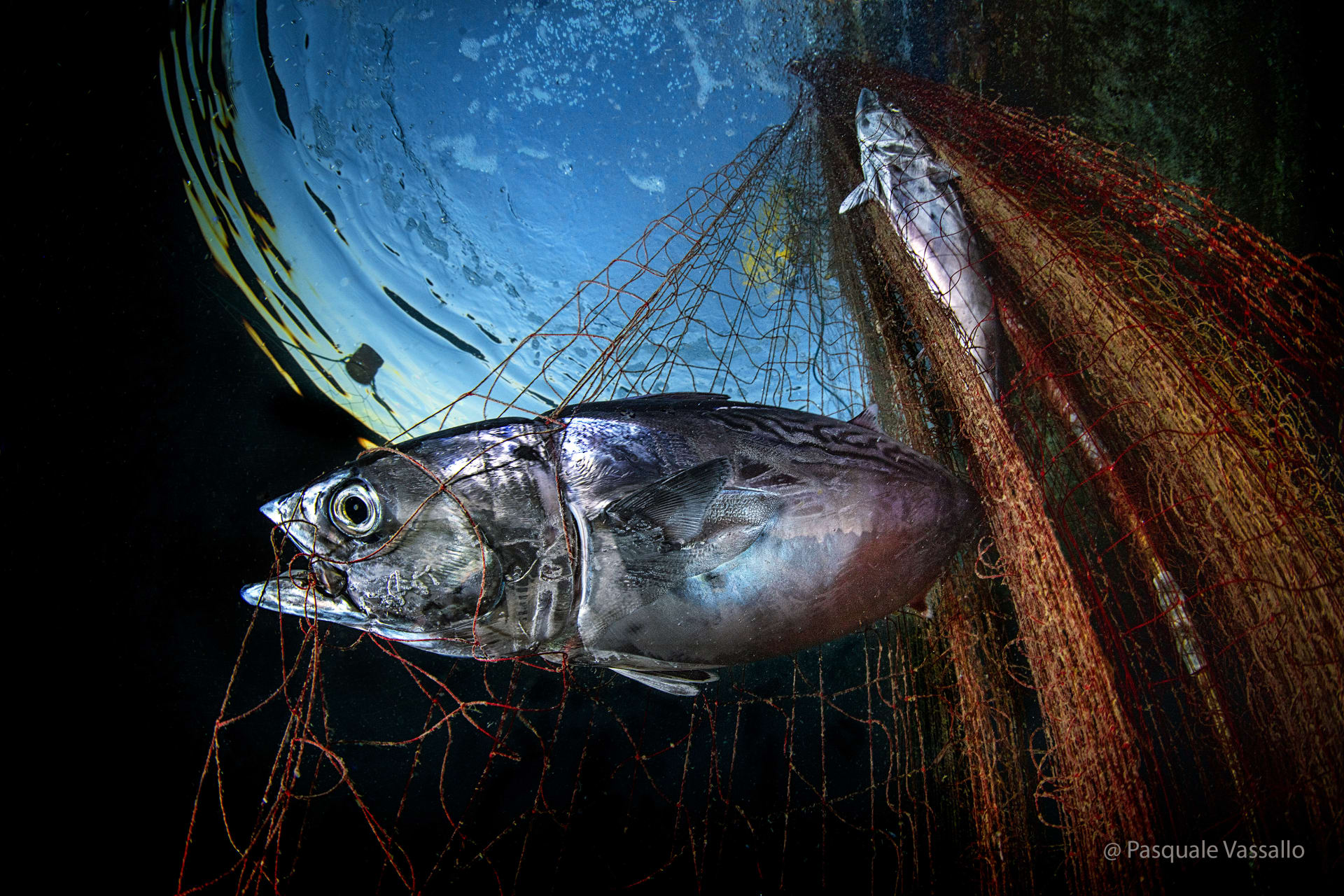 "قوة ومثابرة" تظهرها سمكة تونة عالقة في الشباك بمياه الأبيض المتوسط