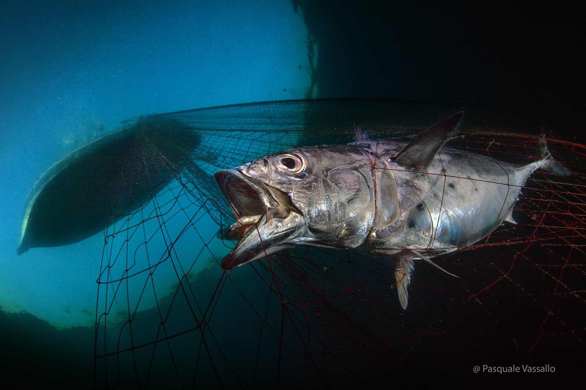 "قوة ومثابرة" تظهرها سمكة تونة عالقة في الشباك بمياه الأبيض المتوسط