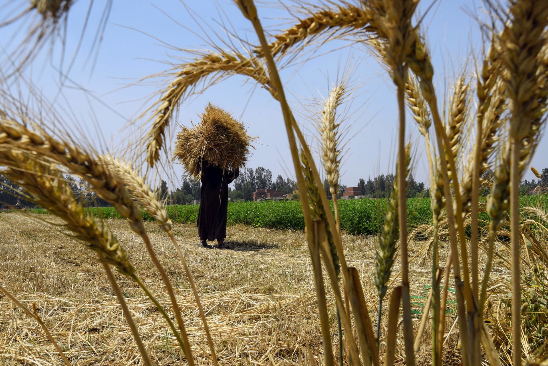 شخص يحمل القمح في قرية بمحافظة المنوفية المصرية