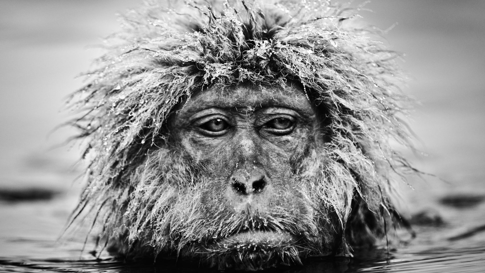 His work has earned him millions .. Celebrity and wildlife photographer reveals the secrets behind his most iconic images