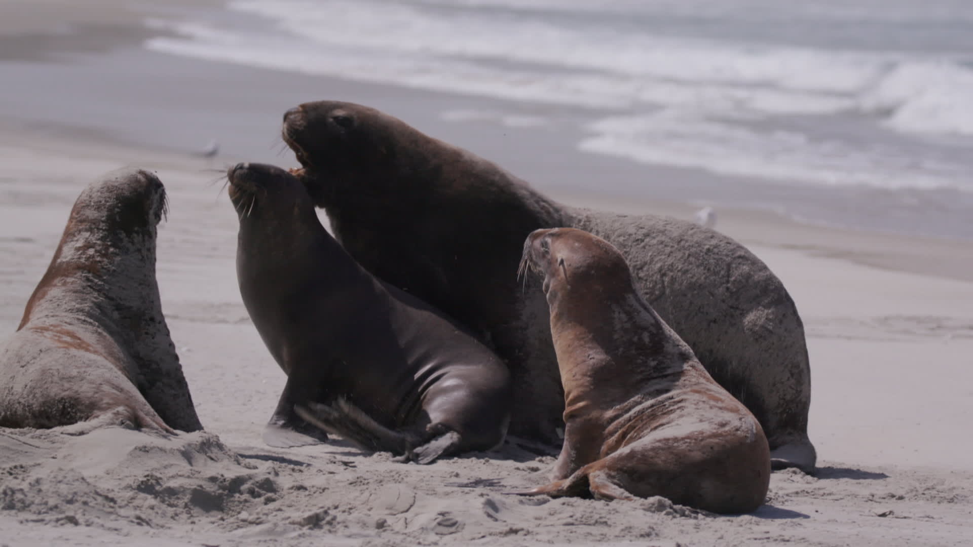 In New Zealand, endangered sea lions