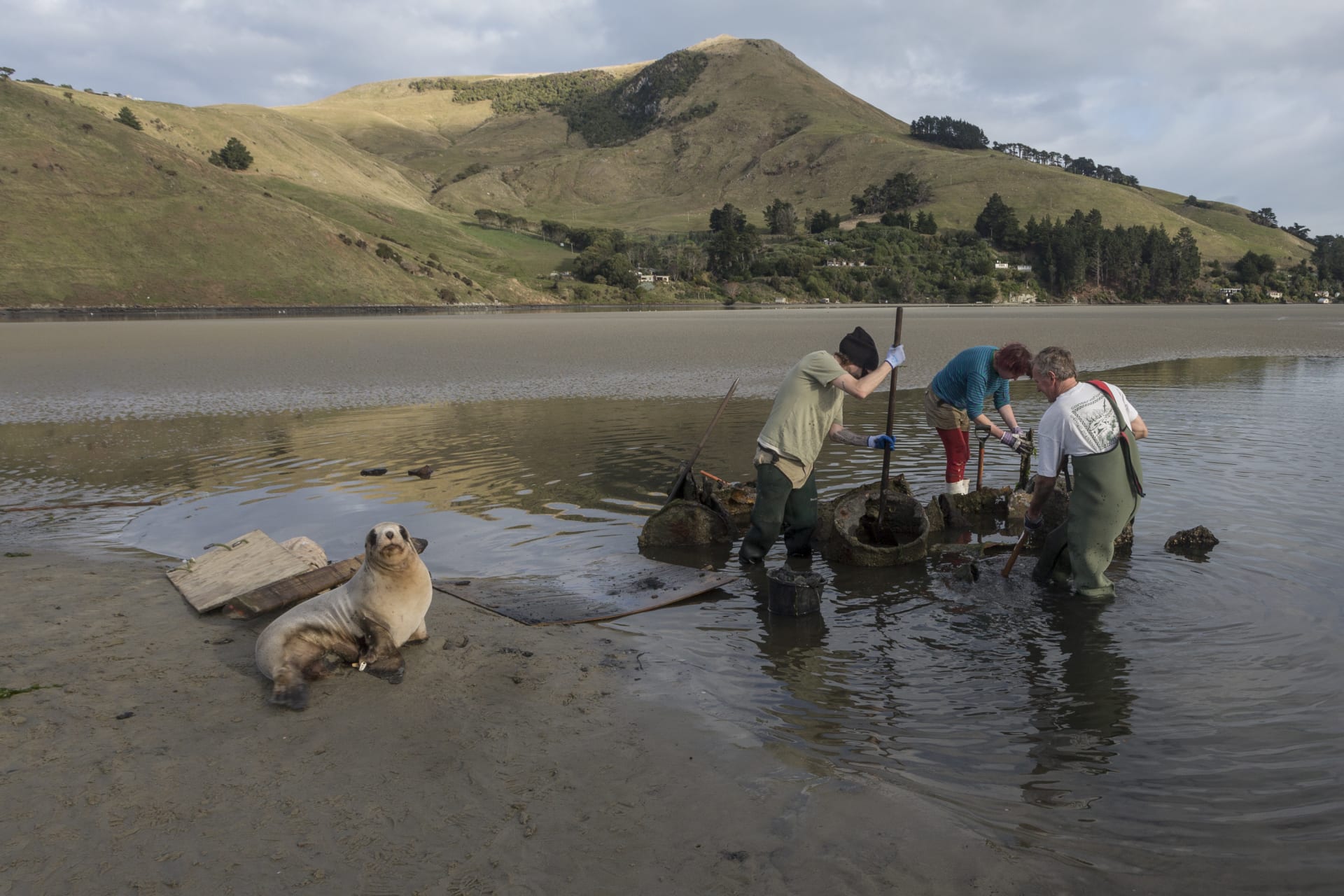 في نيوزيلندا.. تحظى أسود البحر المهددة بالانقراض بـ"الرعاية"
