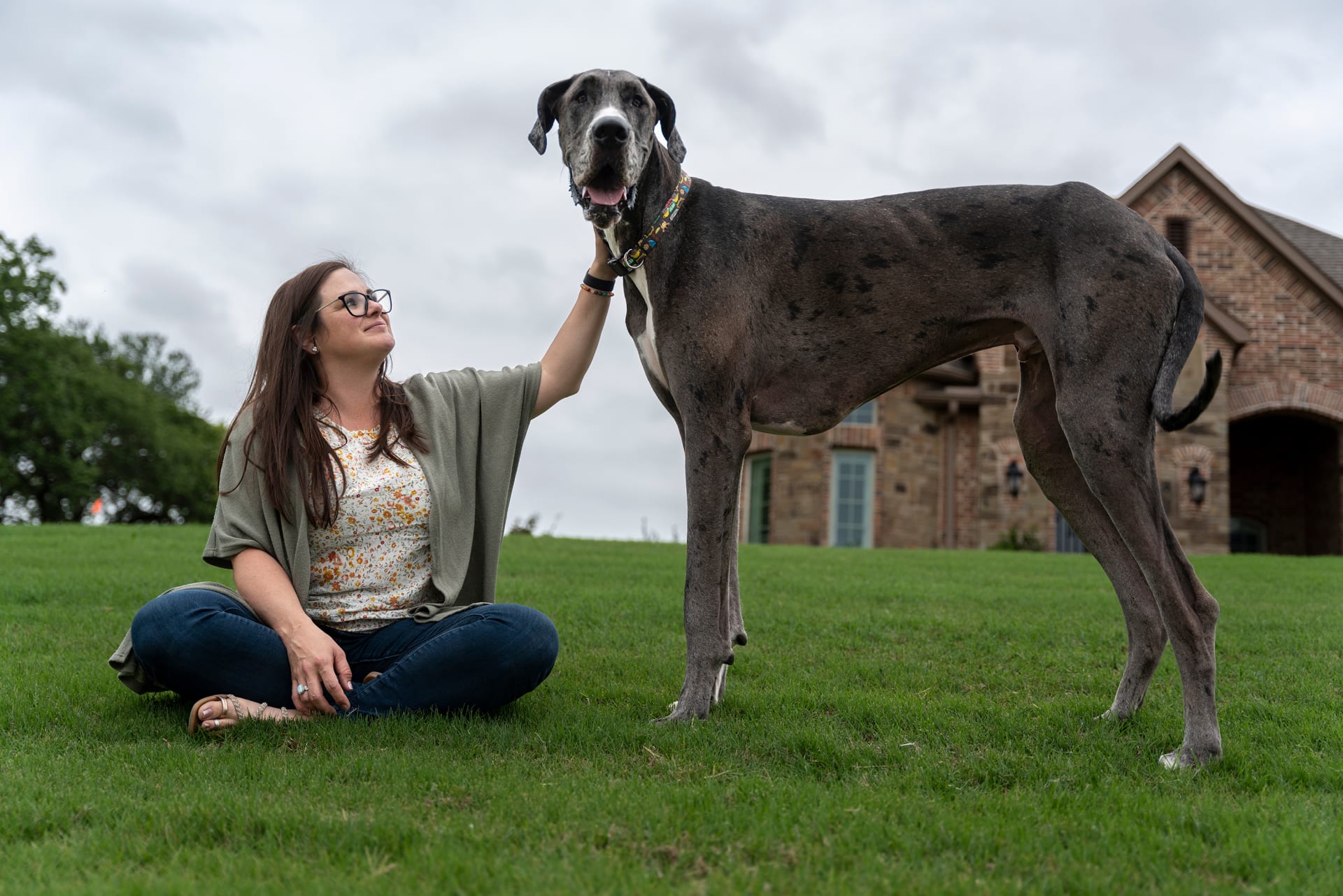  أطول كلاب العالم اسمه "زوس".. من أي فصيلة يتحدّر؟