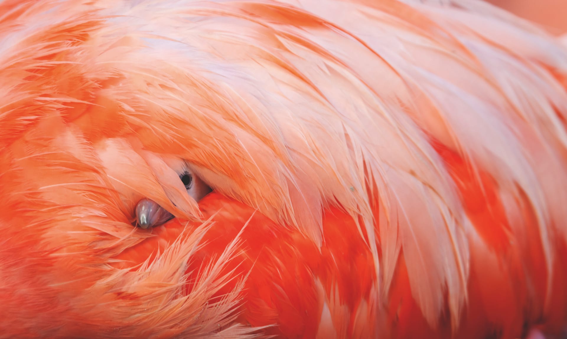 flamingo bird 