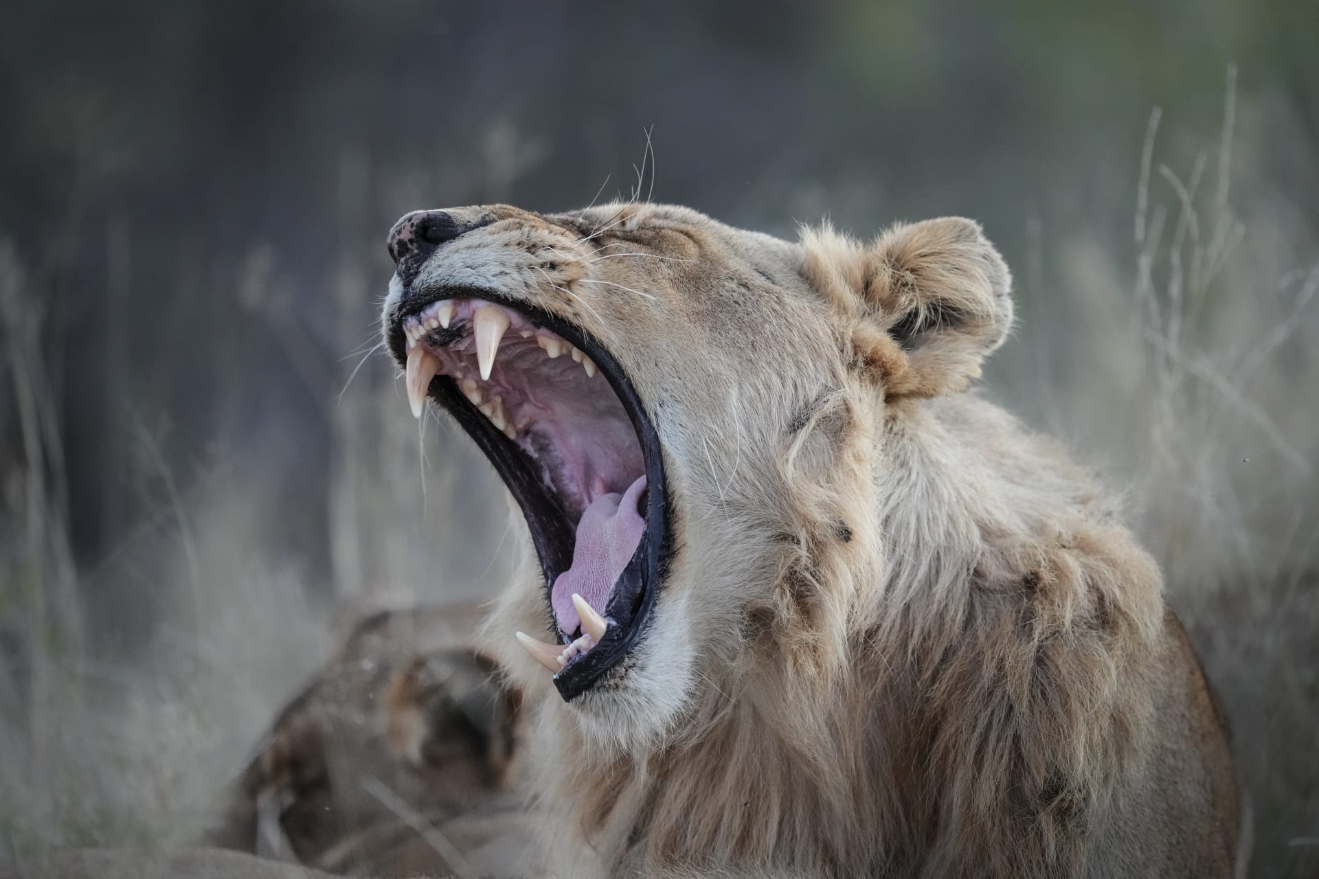 Over 30 million views.. A breathtaking video of a confrontation between a man and a young lion