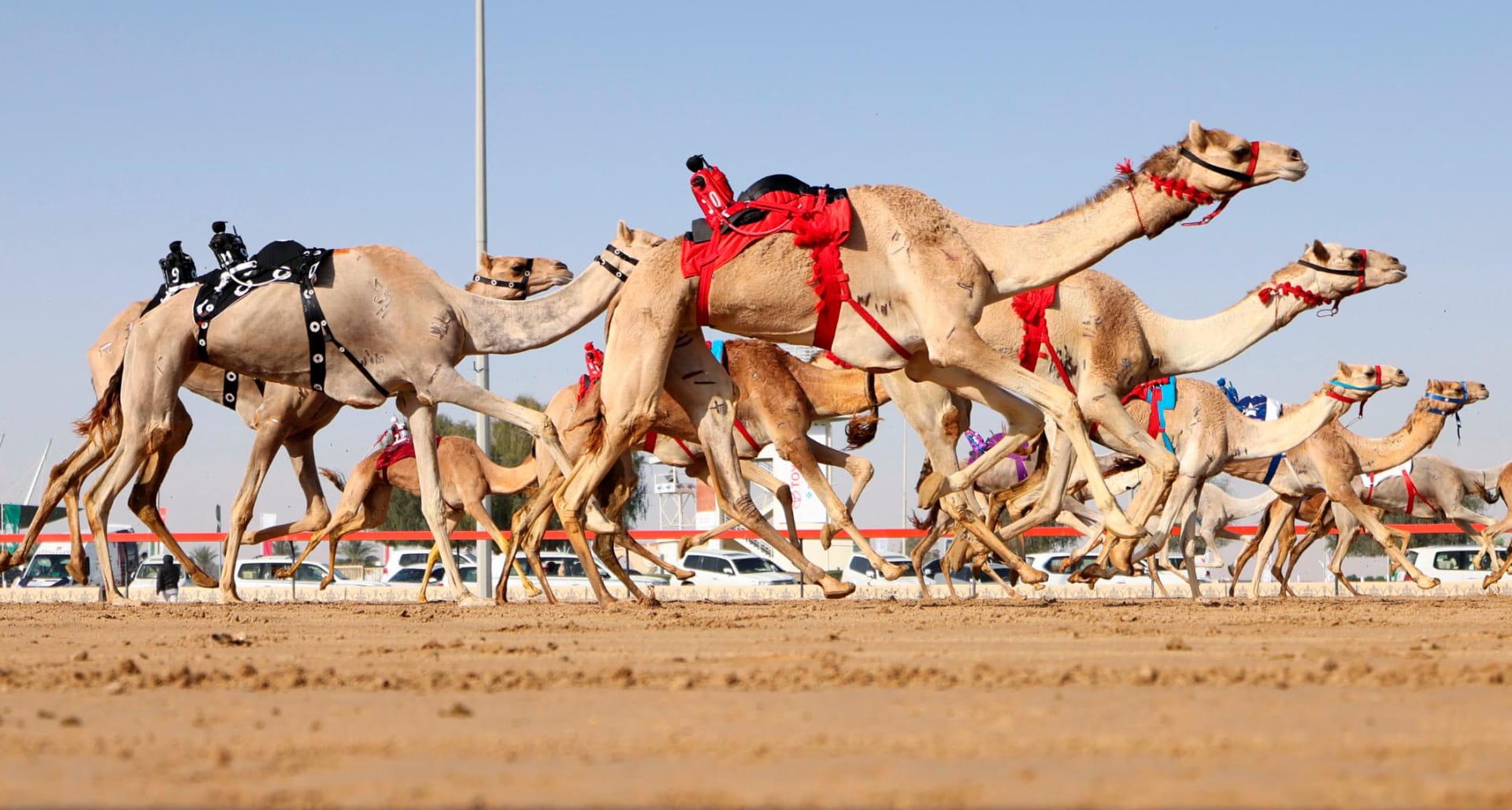 تقود النساء الطريق في أول مدرسة لركوب الإبل في دبي