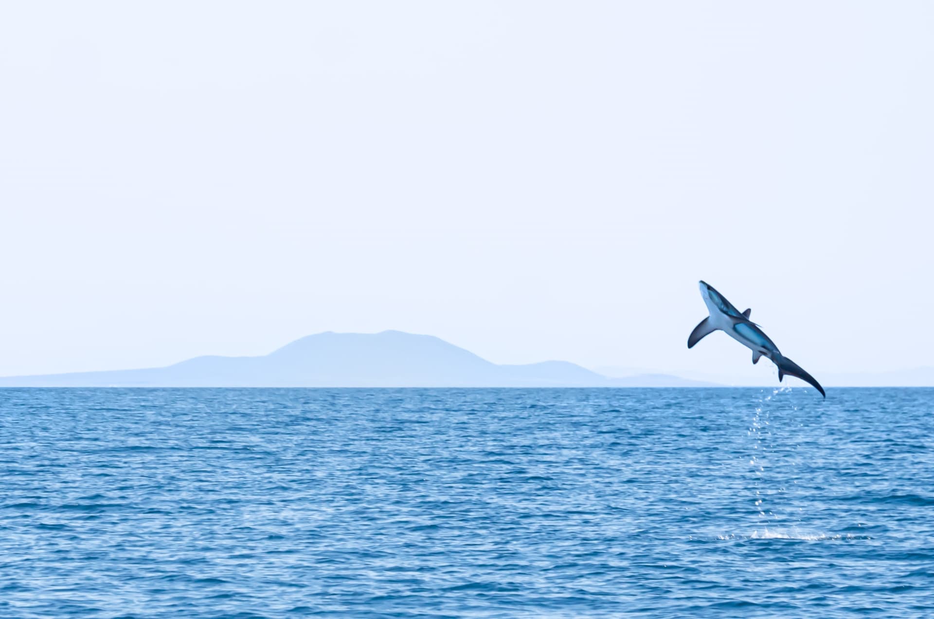 مصور يوثق لقطة نادرة لقرش عملاق يقفز برشاقة خارج المياه