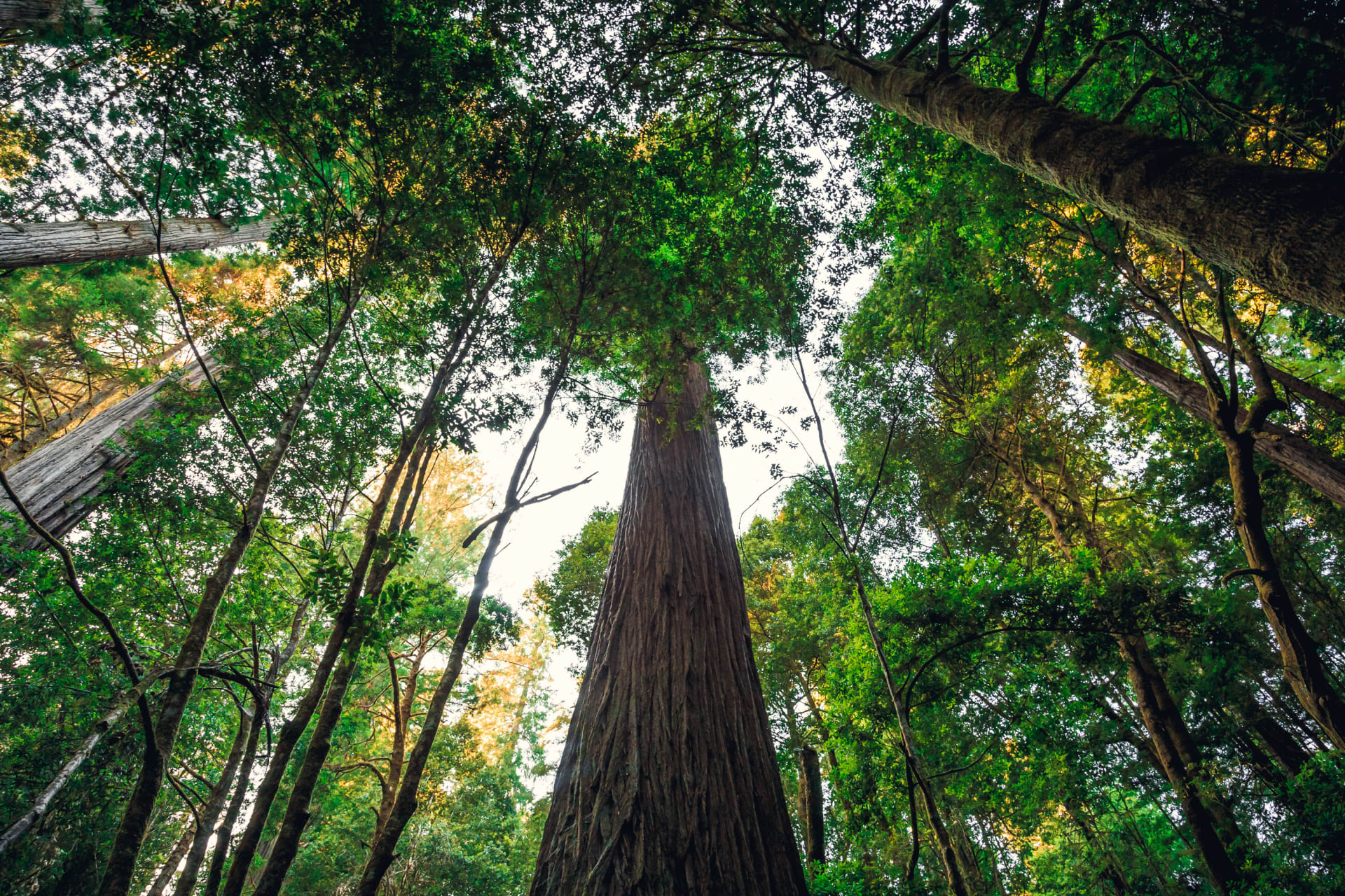 يواجه زوار أطول شجرة في العالم غرامات قدرها 5 آلاف دولار