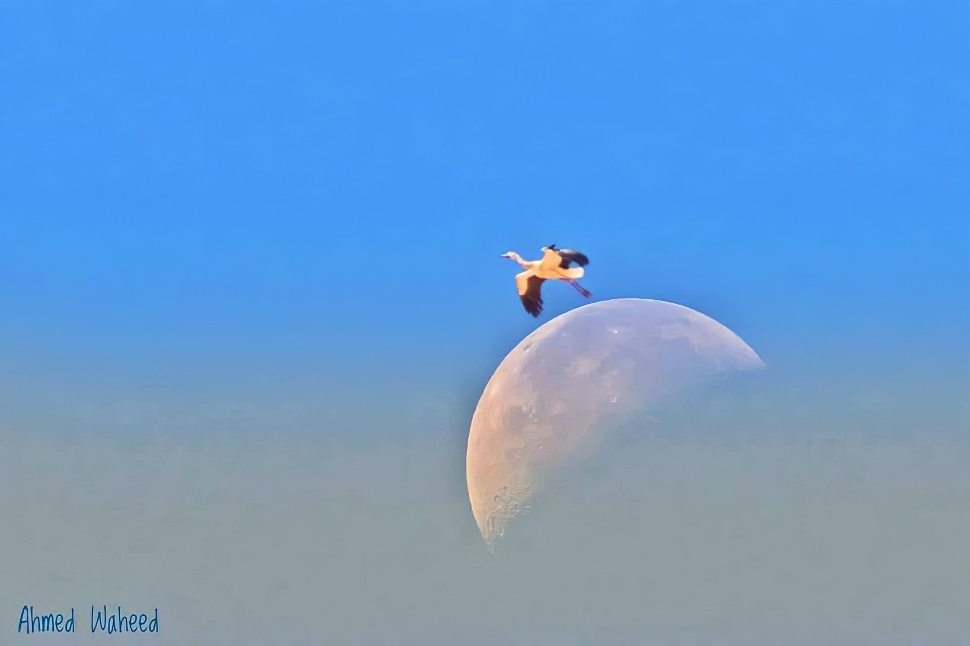 "يقفز من على حافة القمر"... مصري يوثق مشهدًا عجيبًا في سماء مدينة شرم الشيخ