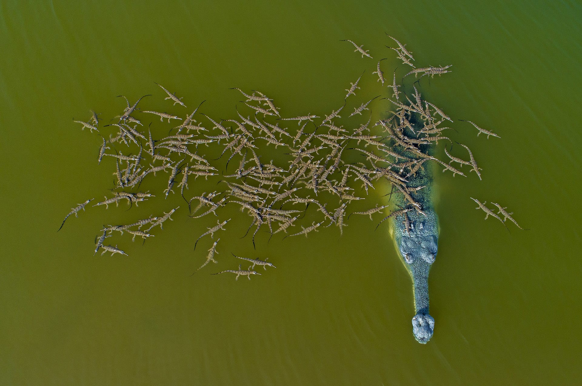 “أب مسؤول".. مصوّر يوثق صورة طريفة لتمساح يحمل أكثر من مئة من صغاره فوق ظهره