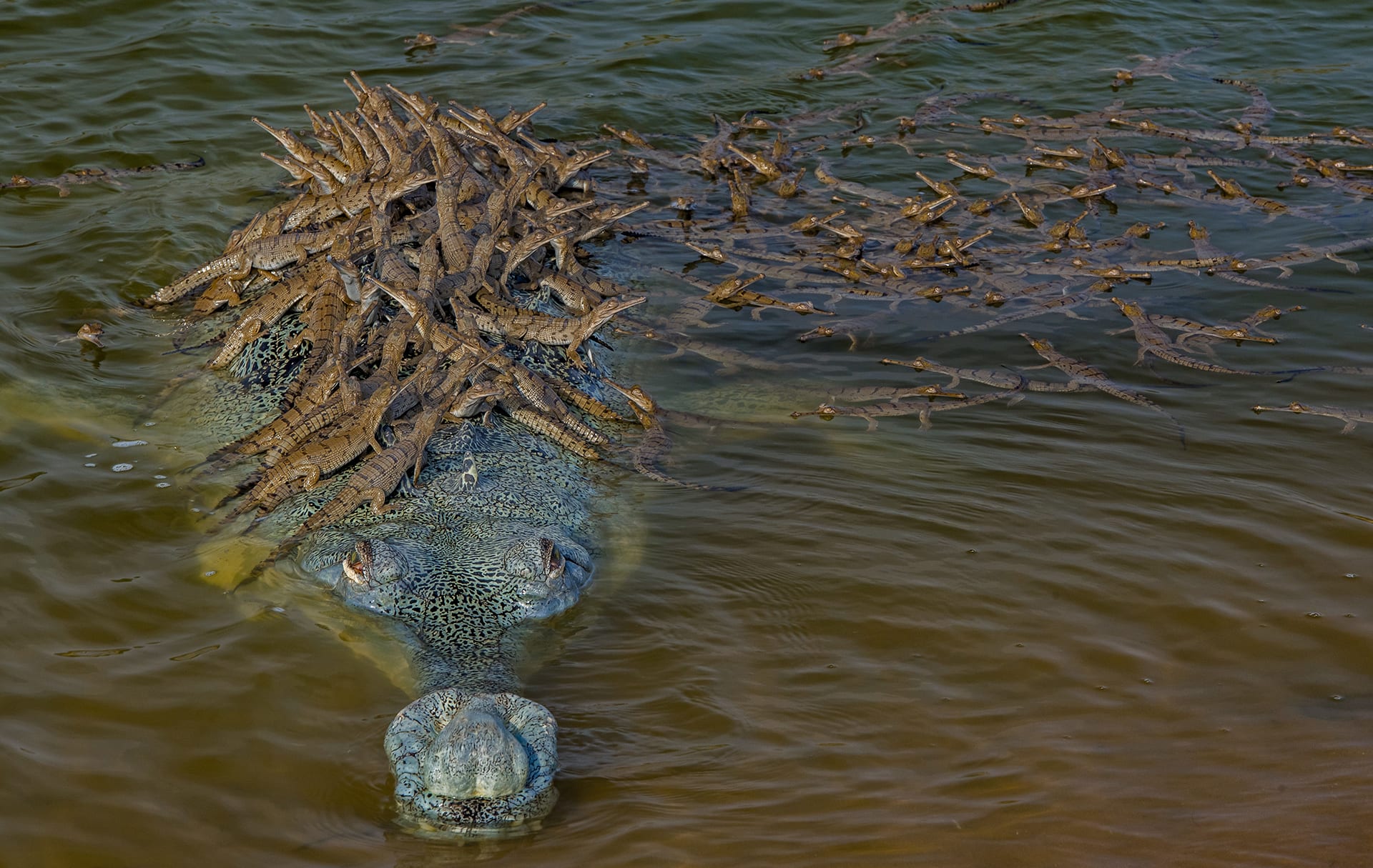 “أب مسؤول".. مصوّر يوثق صورة طريفة لتمساح يحمل أكثر من مئة من صغاره فوق ظهره