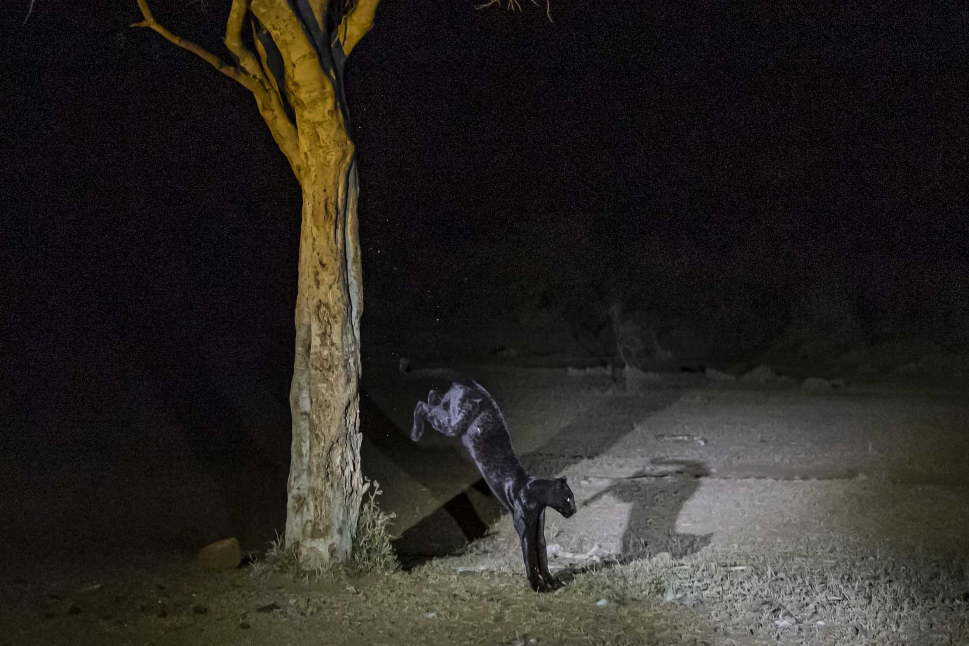 يعني اسمها "الظلام".. مصور يرتجف من الإثارة أثناء توثيق أنثى نمر نادرة في كينيا
