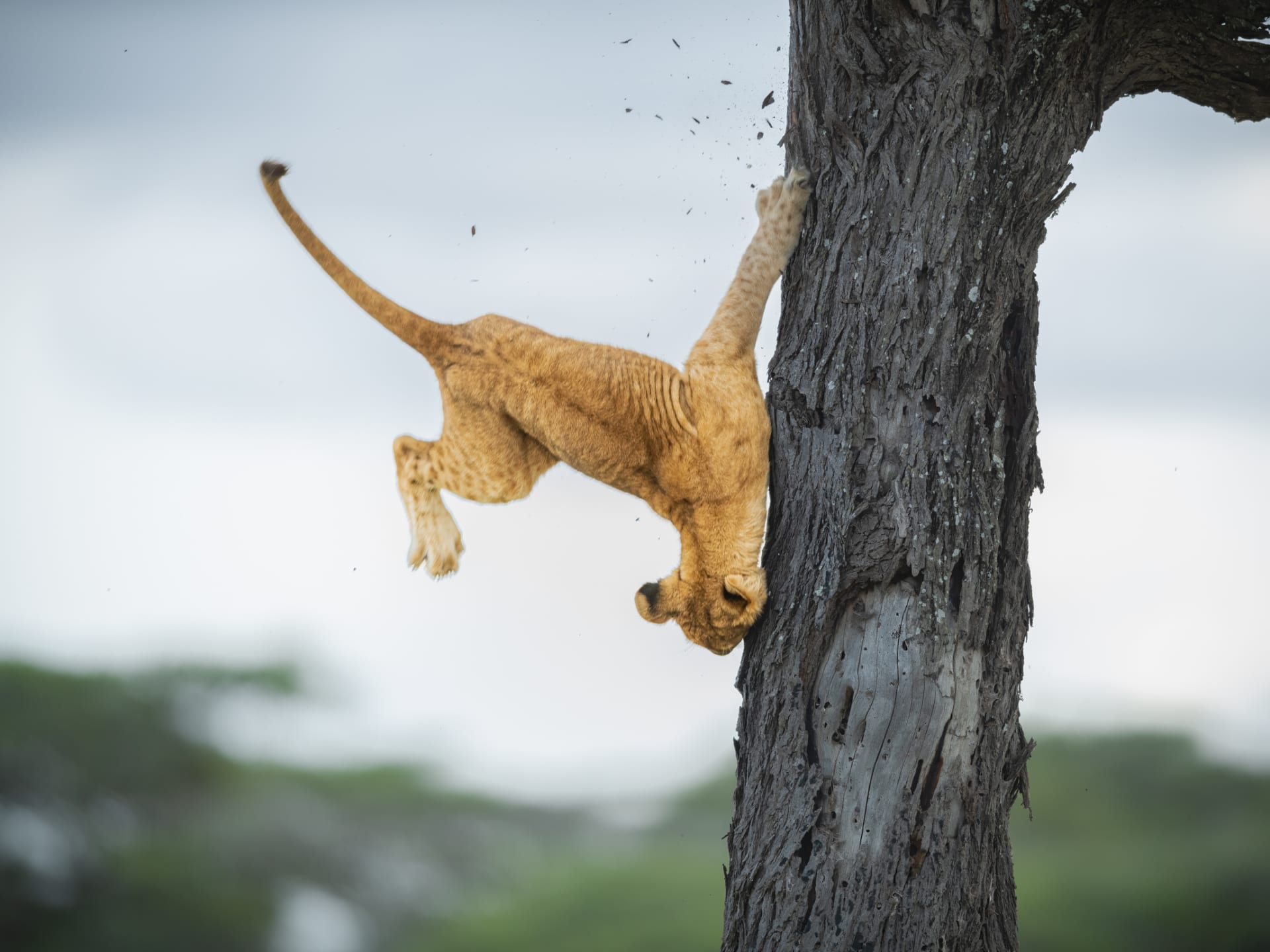In Tansania dokumentiert ein Fotograf ein Löwenjunges "Sein Stolz war verletzt" beim Sturz von einem Baum