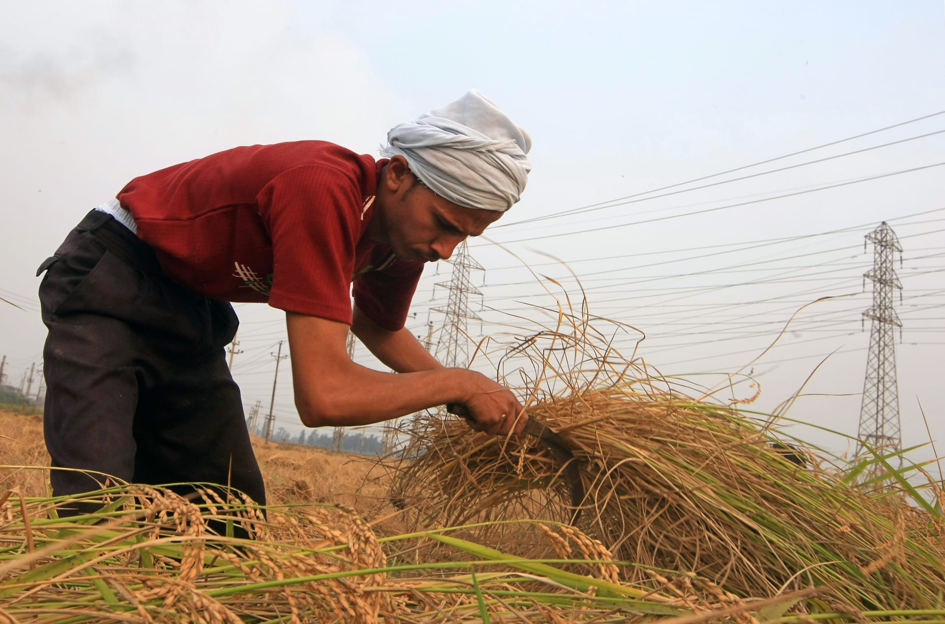 مزارع يجمع الأرز في حقل بمصر 