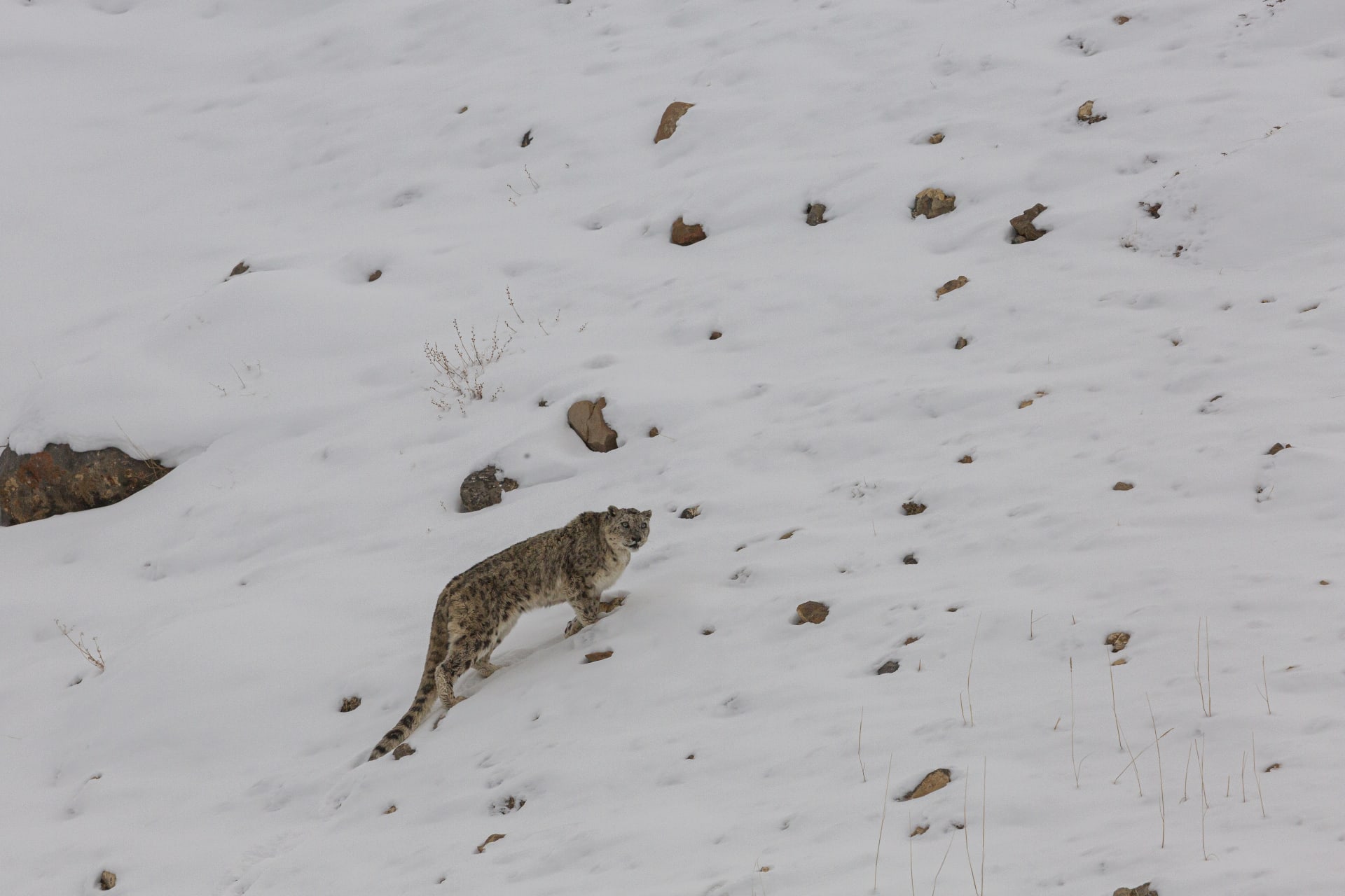     Un indio destaca las capacidades de camuflaje de los leopardos de las nieves. ¿Puedes verlos en estas imágenes?