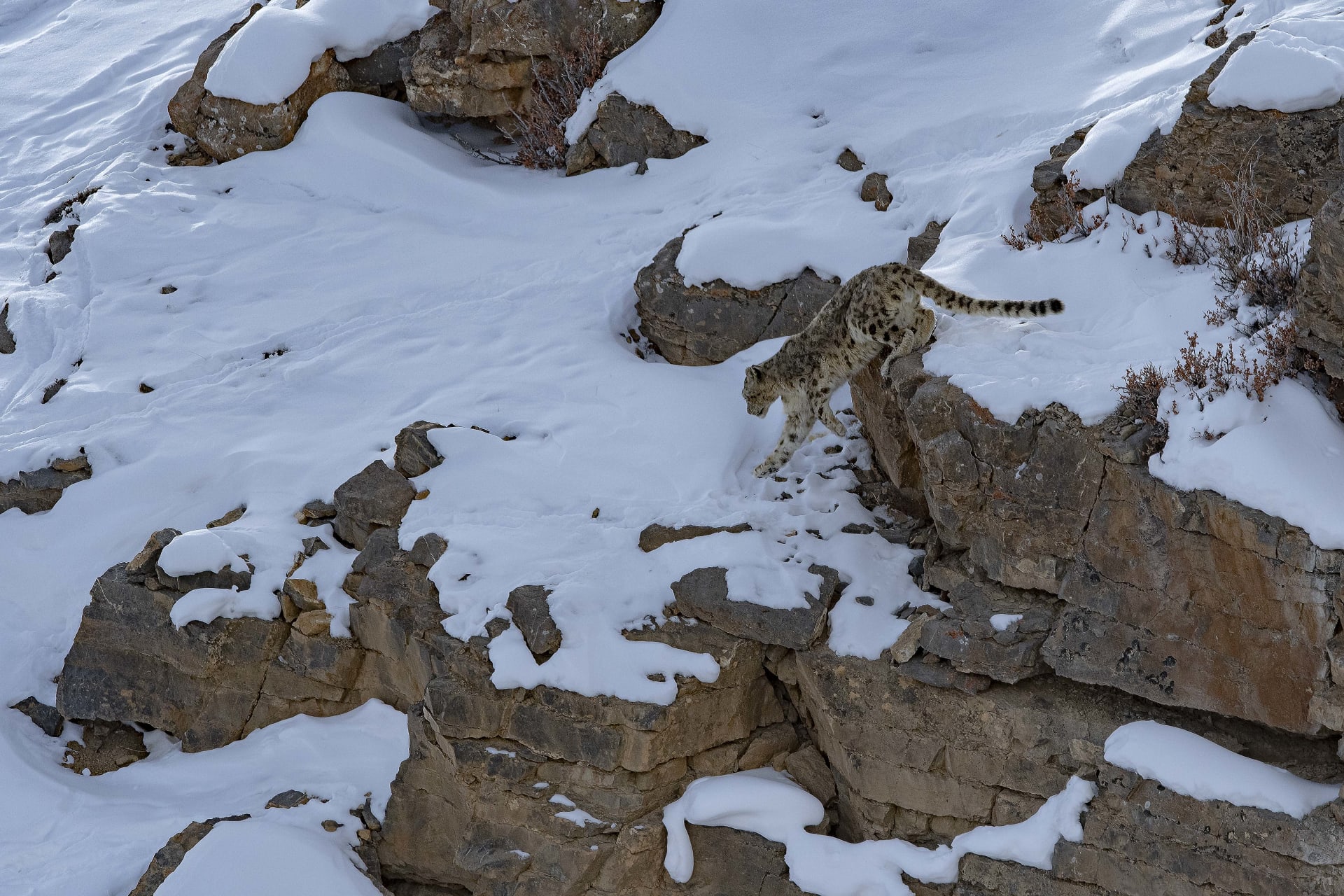     Un indio destaca las capacidades de camuflaje de los leopardos de las nieves. ¿Puedes verlos en estas imágenes?