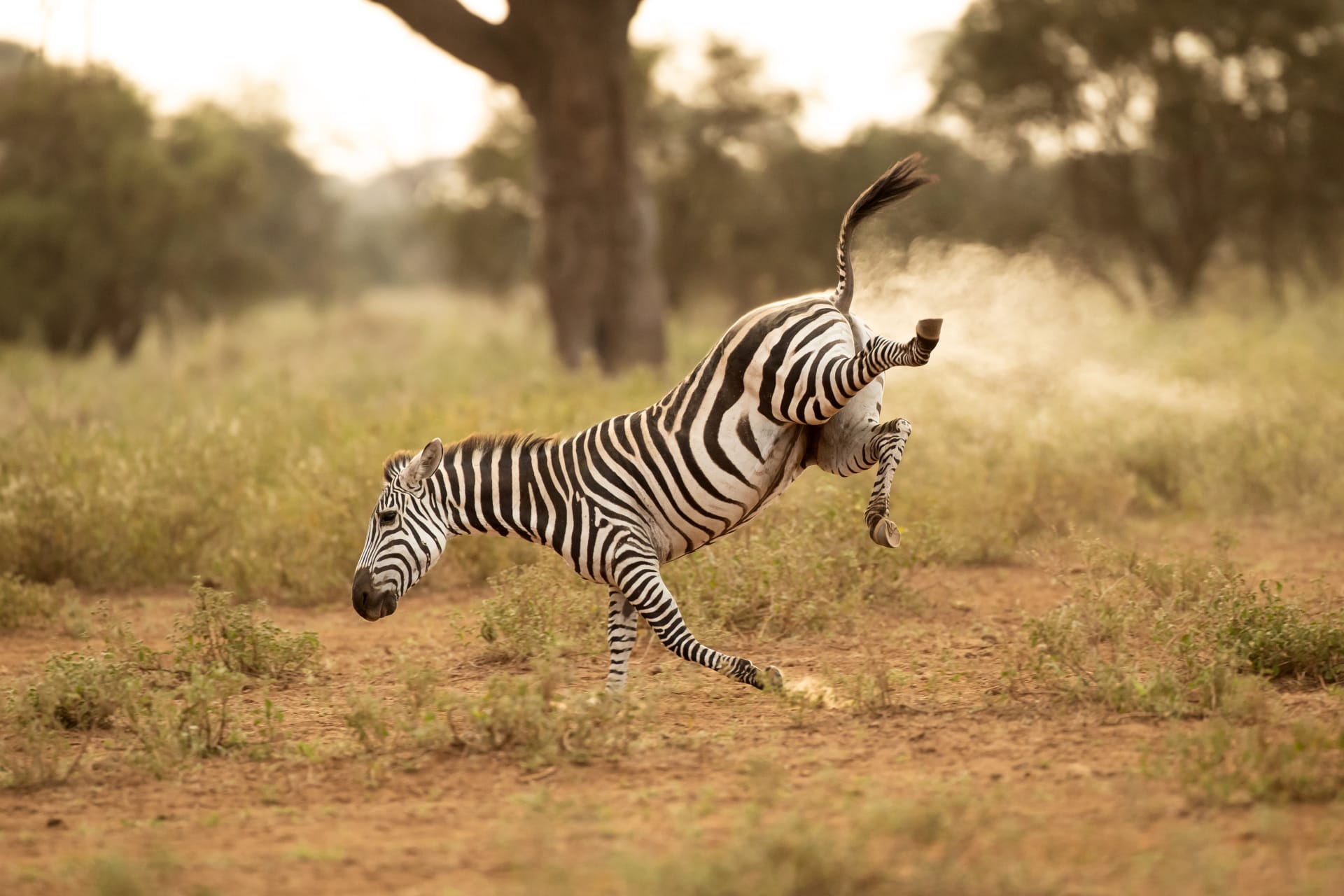 Au Kenya, un photographe a été surpris par une scène amusante d'un zèbre "pets"