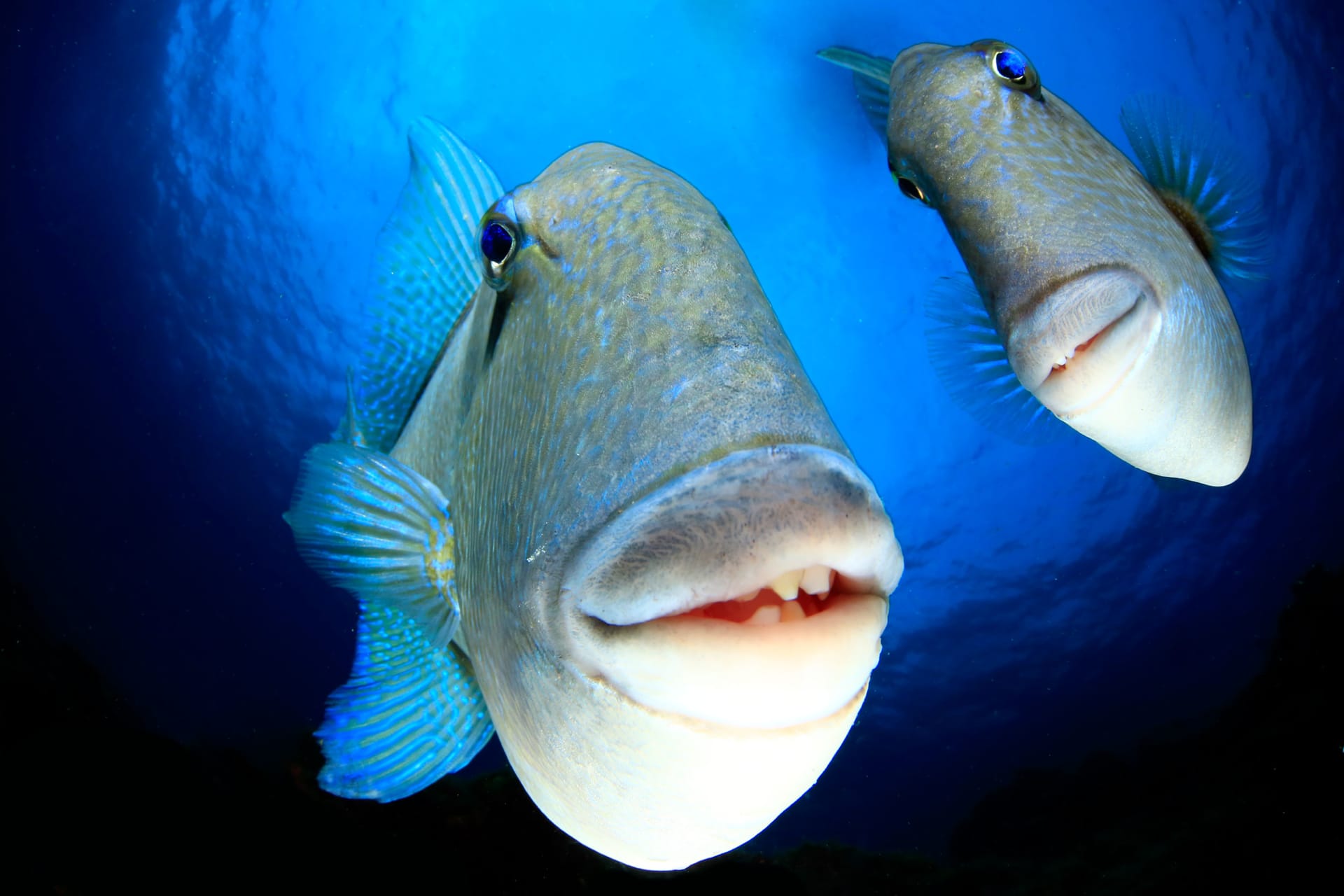 شبا أخرق وسمكة مبتسمة.. إليك الصور الفائزة بجائزة كوميديا الحياة البرية للتصوير