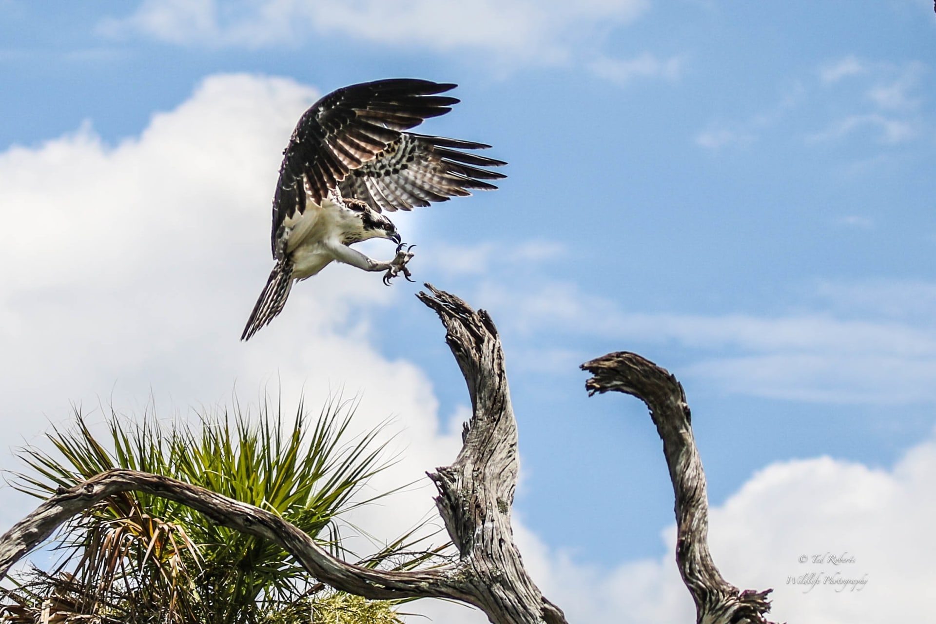 An American documents the painful moment of a bird snatching a baby crocodile from its mother