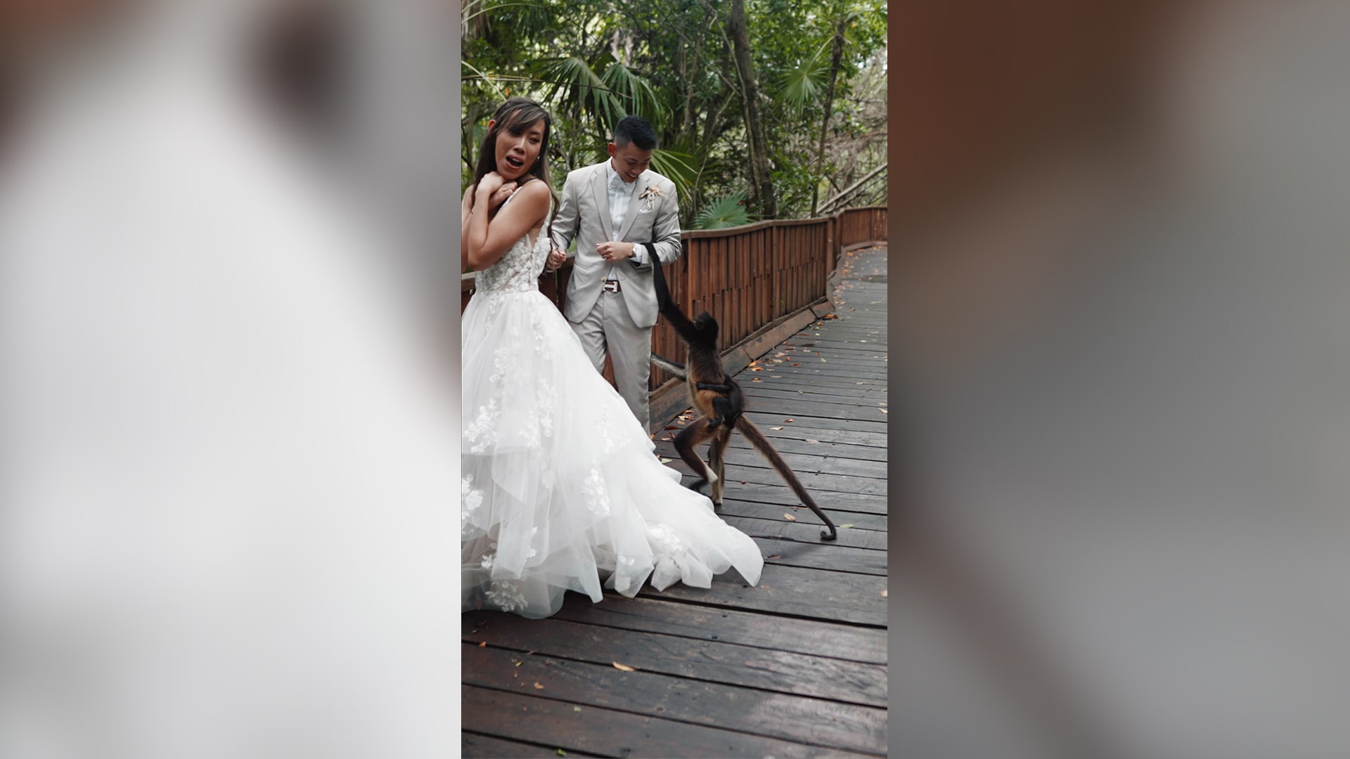 قردة مشاكسة تقتحم حفل زفاف أمريكية في المكسيك