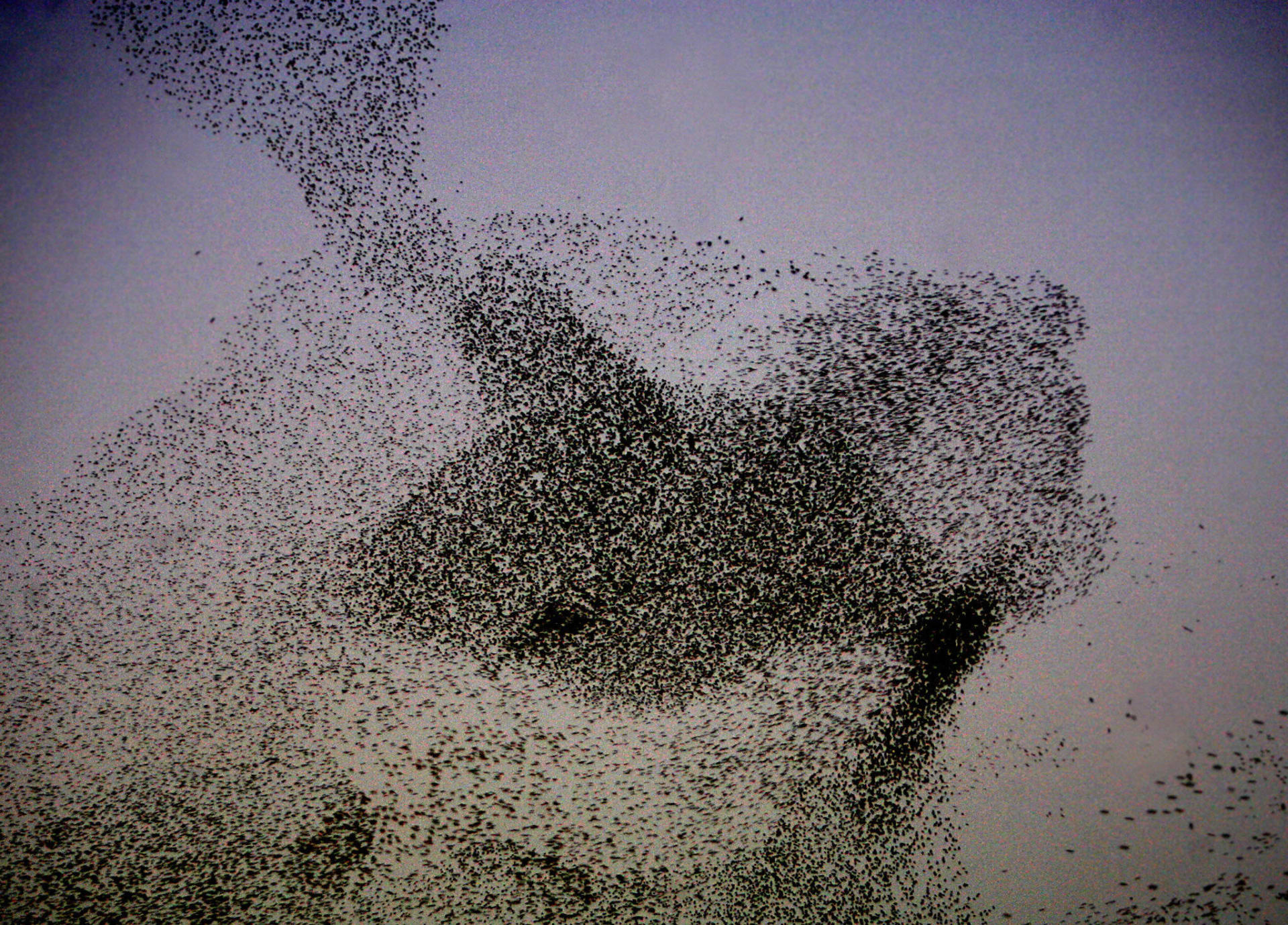 صورة تعبيرية لتحليث مجموعة من الطيور 