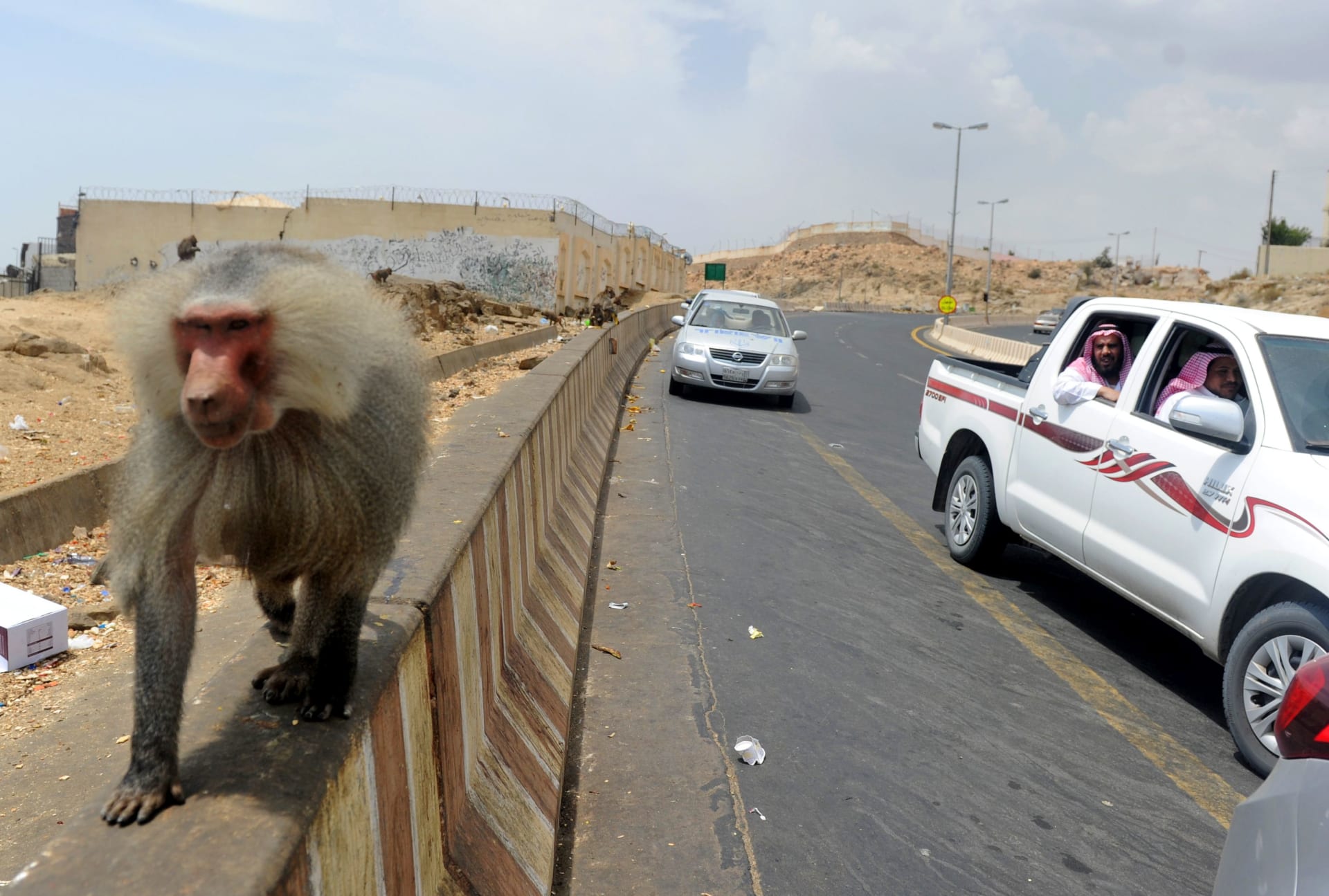 صورة أرشيفية تعبيرية لقرود في السعودية 