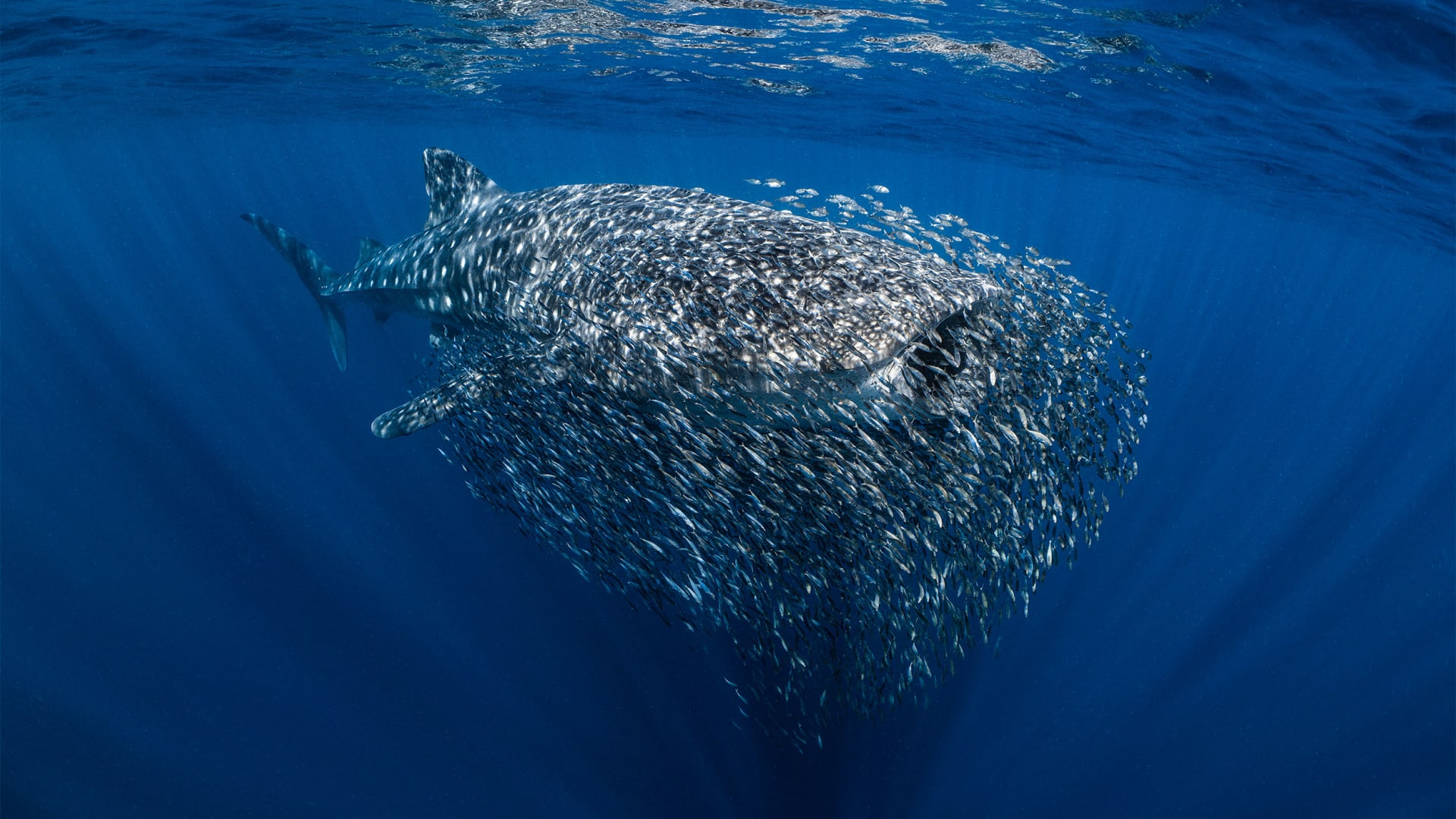 إليك مشاهد ساحرة من مسابقة أفضل مصور تحت الماء لعام 2023
