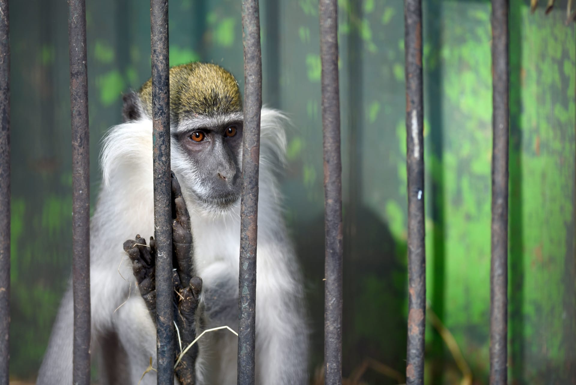 مصر تشدد حظر استيراد القرود أو دخولها "ترانزيت".. ومسؤول: إجراء وقائي