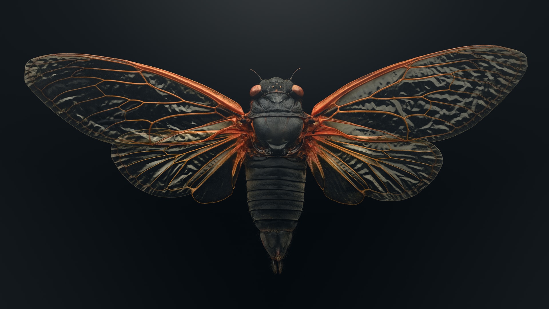 "حشراتٌ في خطر"..صور دقيقة تبرز جمال مخلوقات مهددة تشاركنا الكوكب 