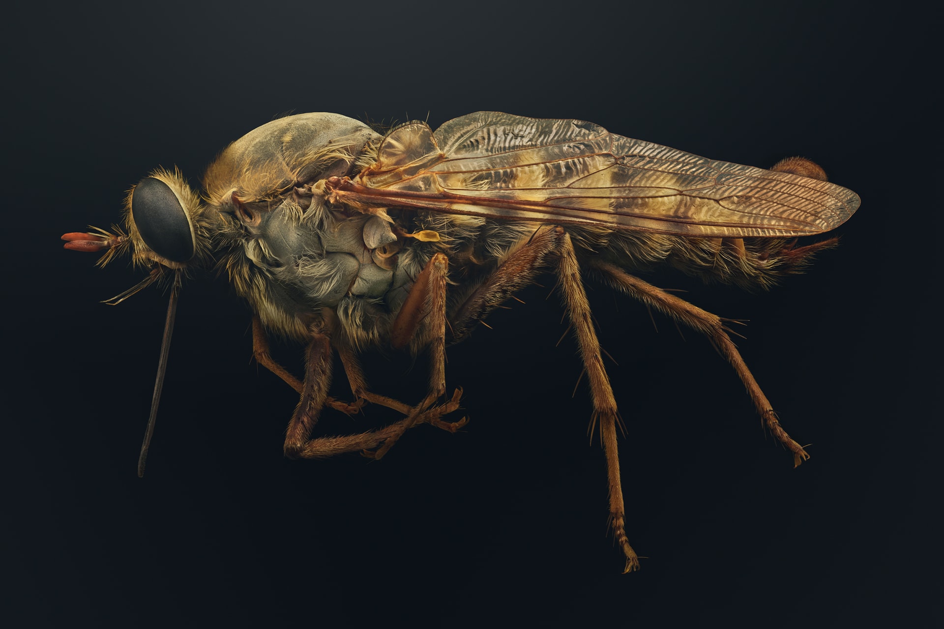 "حشراتٌ في خطر"..صور دقيقة تبرز جمال مخلوقات مهددة تشاركنا الكوكب
