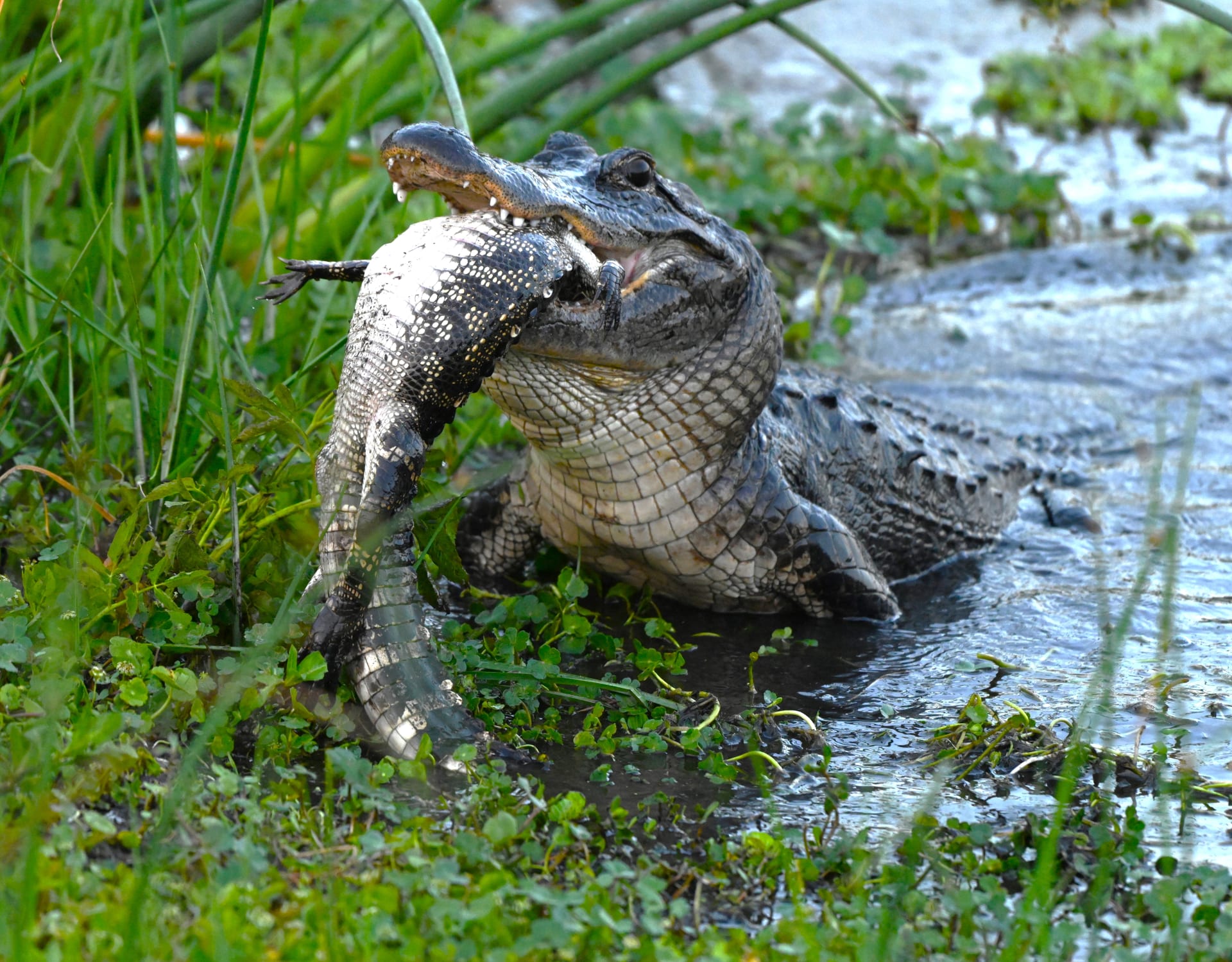 "بدأت أرتجف".. أمريكية توثق صورة وحشية لتمساح يلتهم تمساحًا آخر في فلوريدا