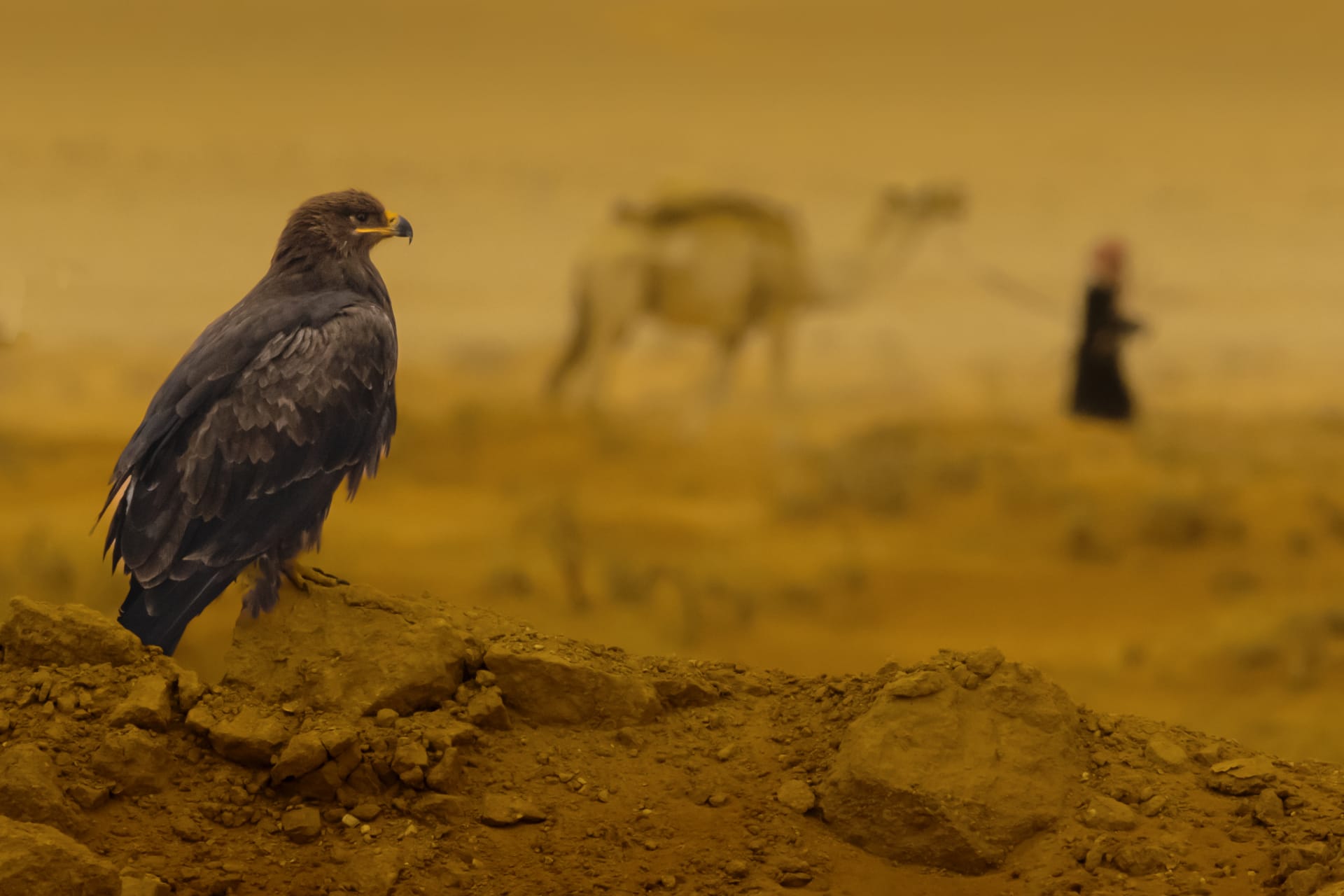 مصور سعودي: الطيور كائنات لم تحظ بـ"التوثيق المطلوب" في المملكة