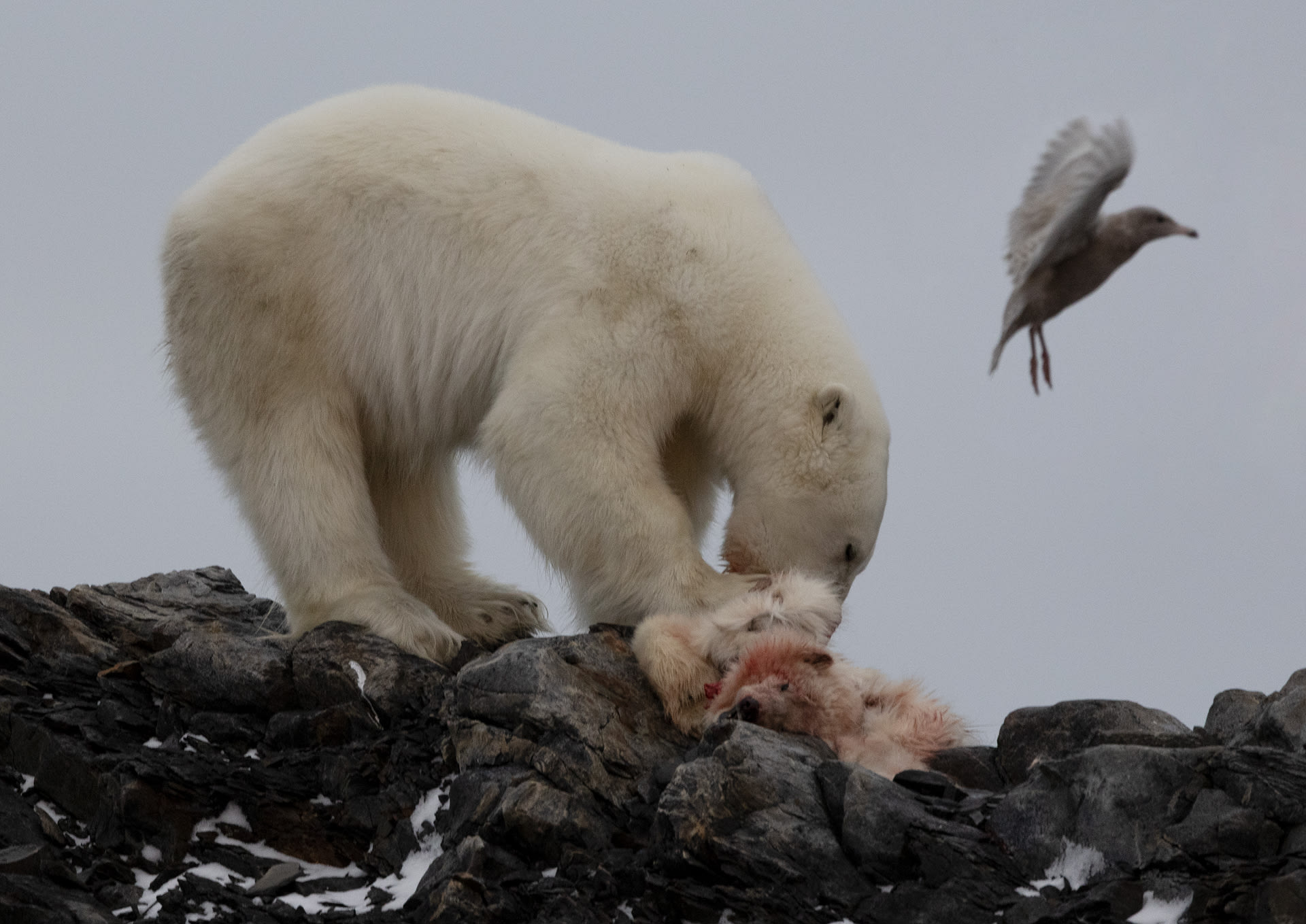 مشهد وحشي لدب قطبي يفترس شبلاً من فصيلته.. ما سبب هذا السلوك؟