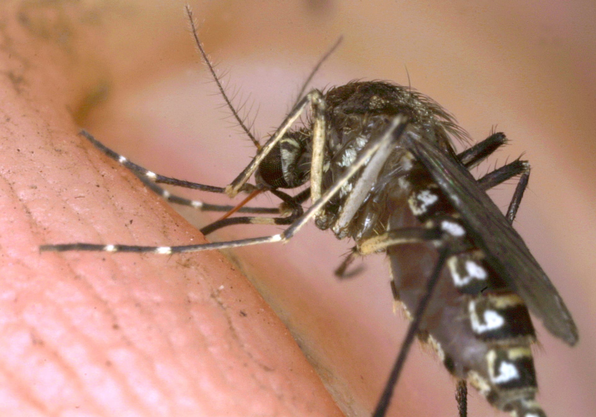 كاد المرض يقتله.. قد يقضي عالِم أفريقي على الملاريا عبر تعديل الحمض النووي للبعوض