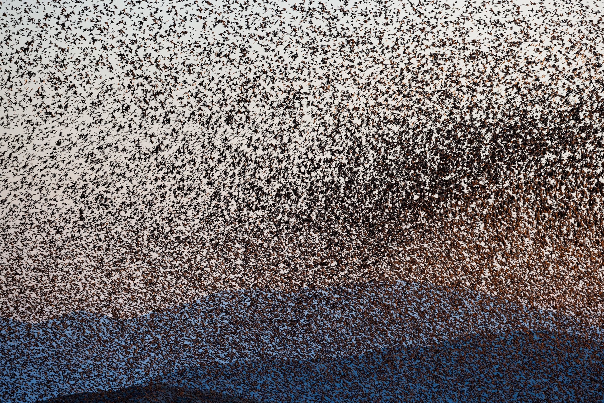 "الشمس السوداء"..صور مذهلة تبرز تشكيلات فريدة لأسراب طائر الزرزور