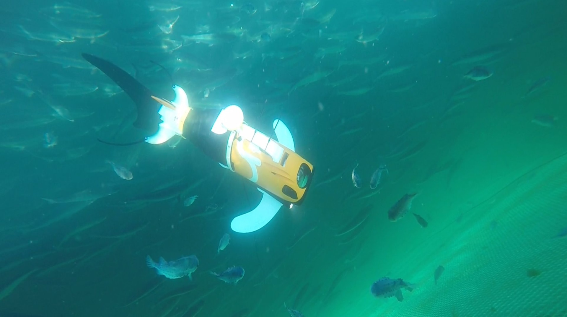 روبوتات تشبه الأسماك تسبح في الممرات المائية بالشرق الأوسط