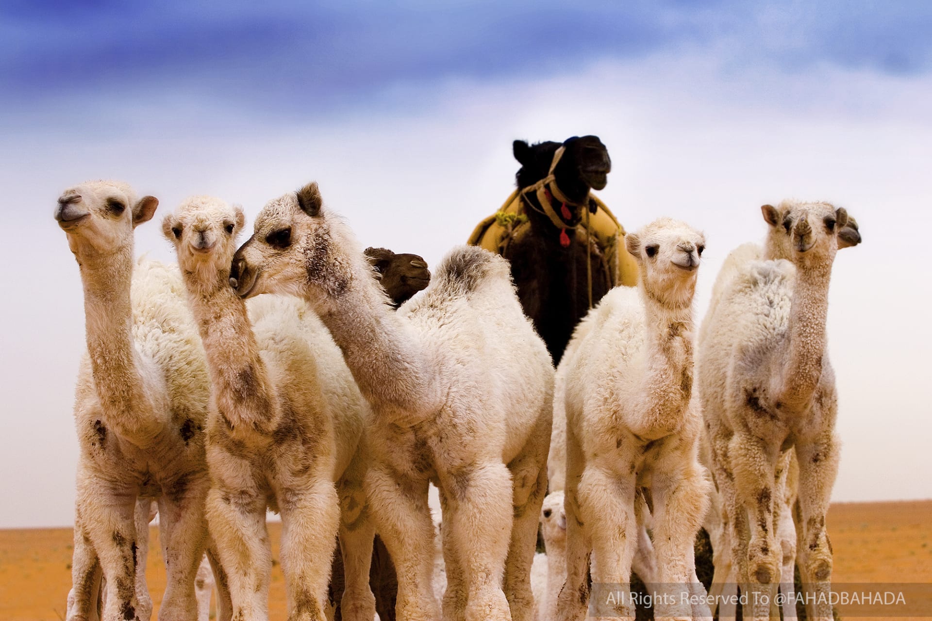 4 ألوان في إطار واحد.. مصور يسرد كواليس هذا المشهد المميز في السعودية